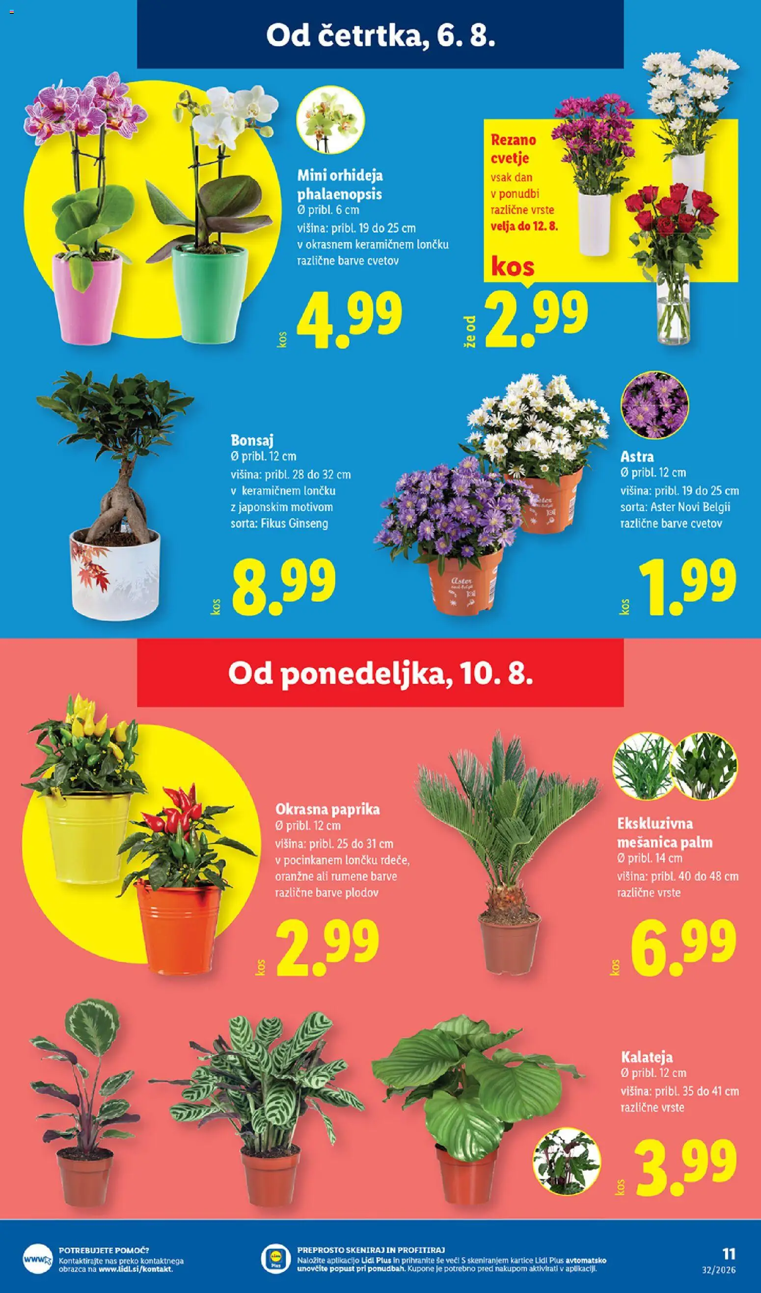 Novi Lidl katalog ponudbe – veljaven od 06.08.2026 | Stran: 23 | Izdelki: Paprika, Cvetje
