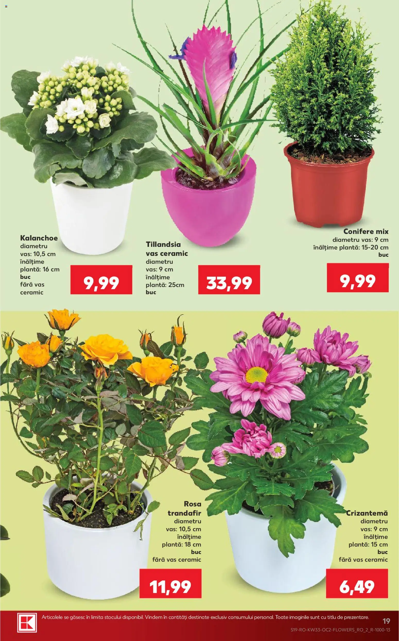 Kaufland Zalau 12.08.2026 - Revista si Oferta | Pagină: 19 | Produse: Trandafir