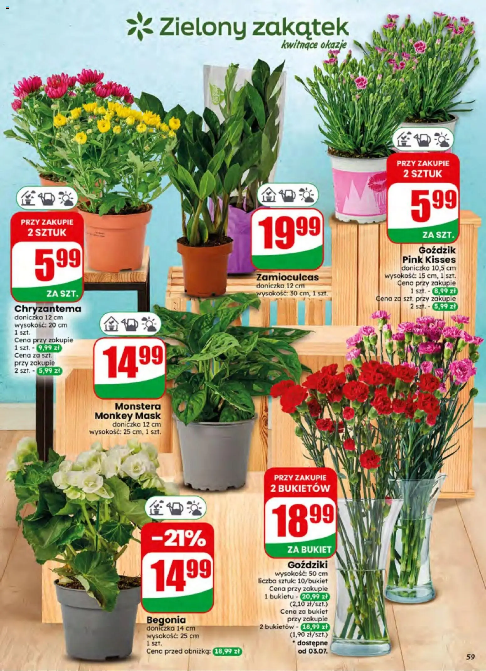 Dino gazetka od 01.07.2026 | Strona: 59 | Produkty: Goździki, Goździk, Doniczka, Zamioculcas