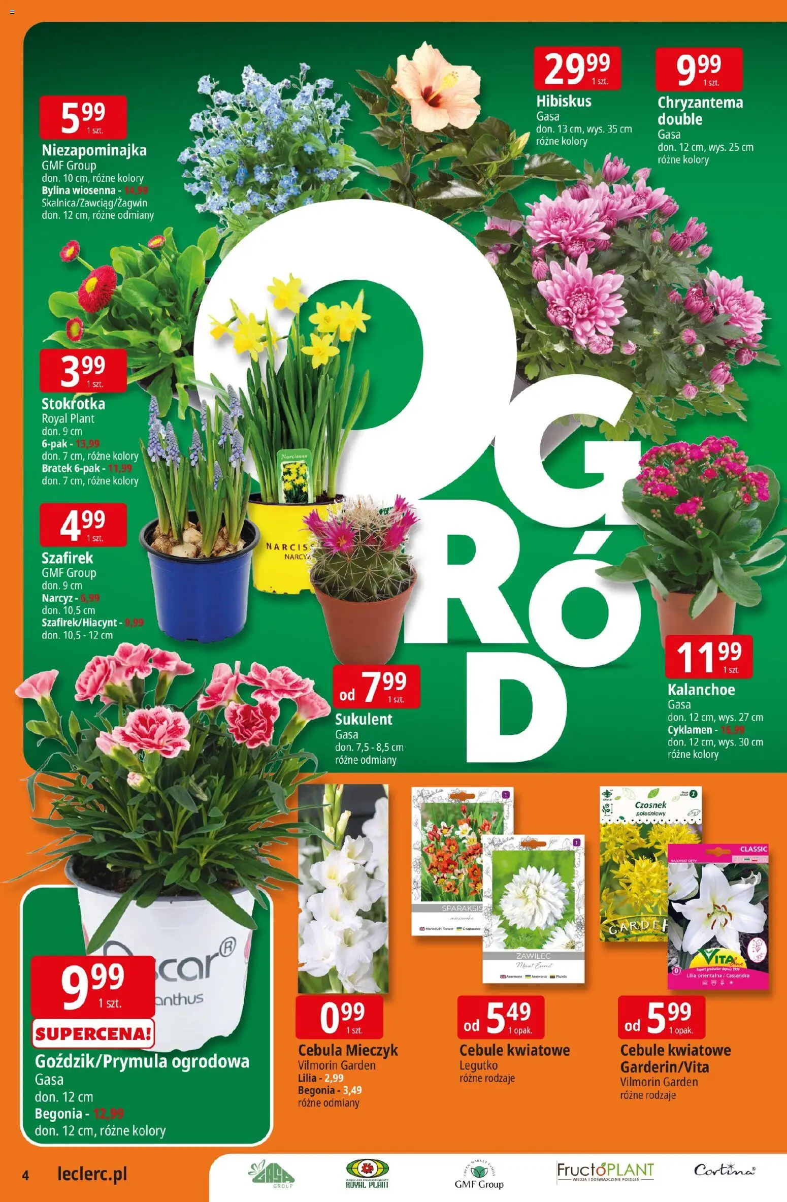 E.Leclerc gazetka - Radom od 10.03.2026 | Strona: 4 | Produkty: Czosnek, Stokrotka, Kalanchoe, Cebule