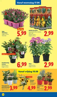 Kamerplant in pastel keramiek, Potmaat: Ø 10,5 cm, Hoogte: ca. 22 cm - Voorbeeld van een folder van Lidl, geldig van 15.06.2026 | Pagina: 19 | Producten: Kan, Keramiek