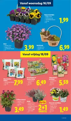 Bloembollen tulpen, verschillende kleuren, per stuk - Voorbeeld van een folder van Lidl, geldig van 14/09/2026 | Pagina: 23 | Producten: Tulpen
