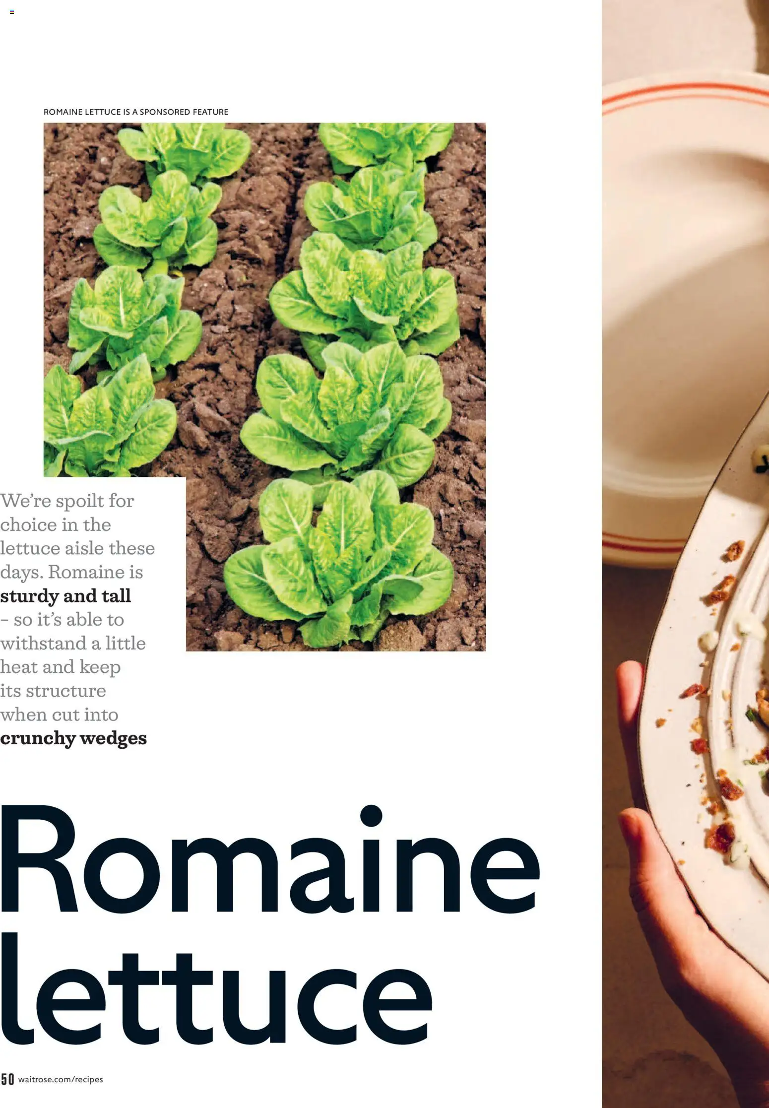 {H1} | Page: 50 | Products: Romaine lettuce