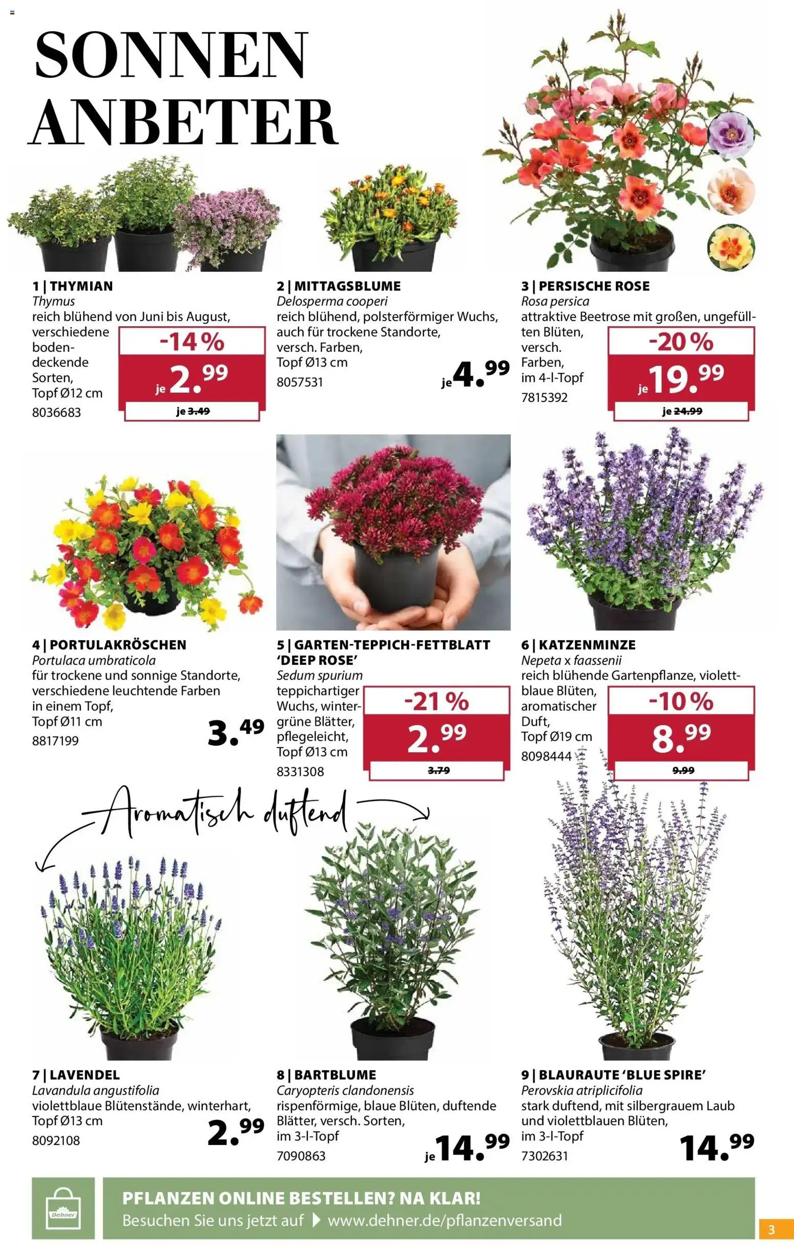 Dehner Prospekt – gültig ab 24.06.2026 | Seite: 3 | Produkte: Lavendel