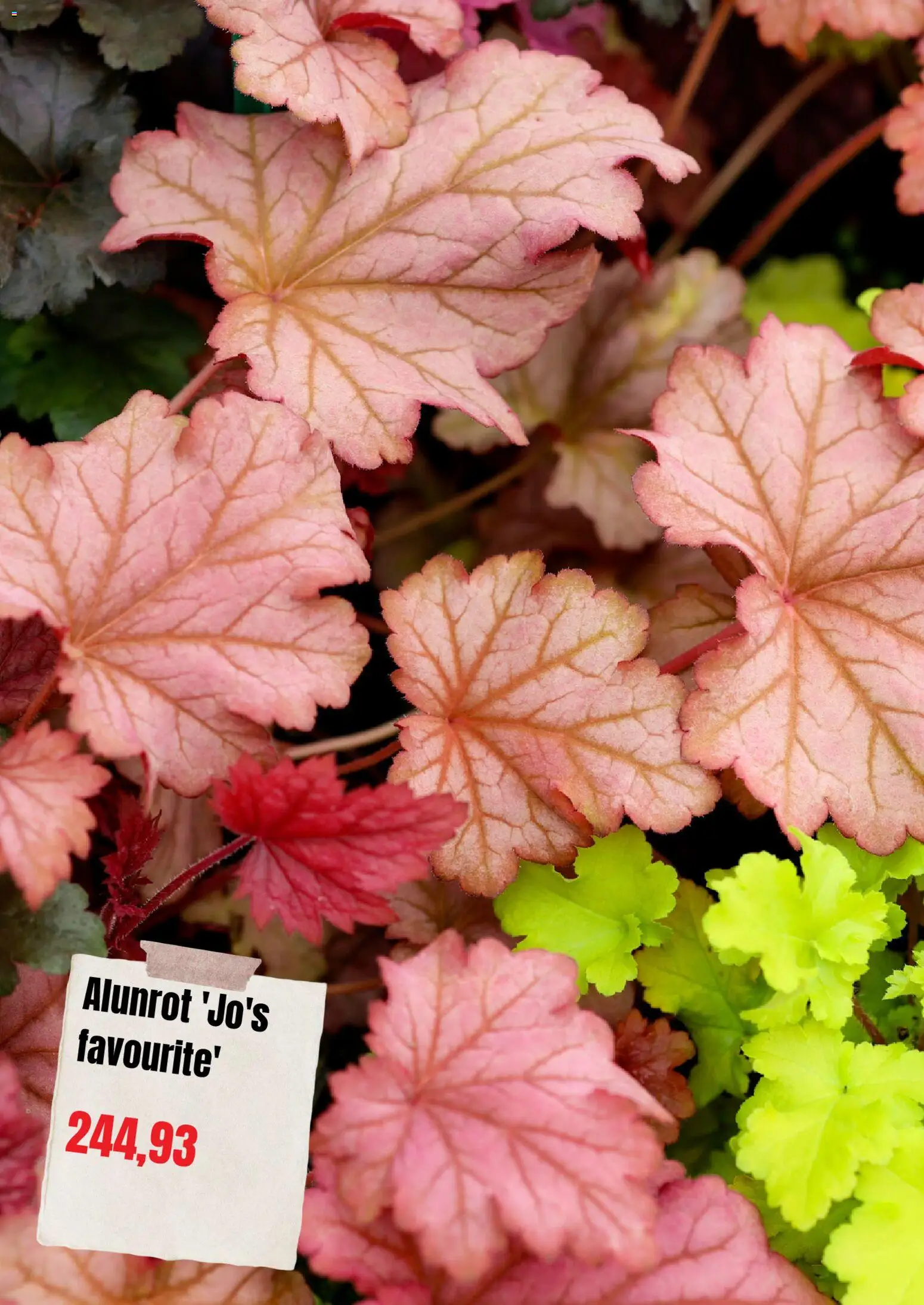Plantagen reklamblad aktuell från 01/09/2026 | Sida: 3