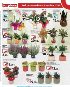 Anteprima del volantino Ipercoop volantino valido a partire dal 24/09/2026 | Pagina: 26 | Prodotti: Data, Orchidea, Ciotola, Vaso