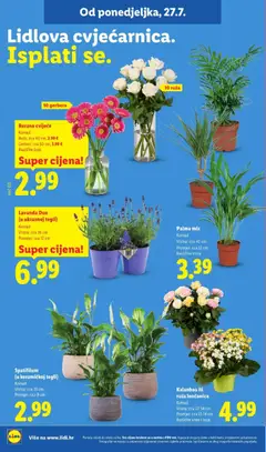 Rezano cvijeće, Ruže, cca 40 cm, 2.99 € Gerberi, cca 50 cm, 3.99 € Različite boje - Pregled kataloga iz trgovine Lidl, vrijedi od 23.07.2026 | Stranica: 50