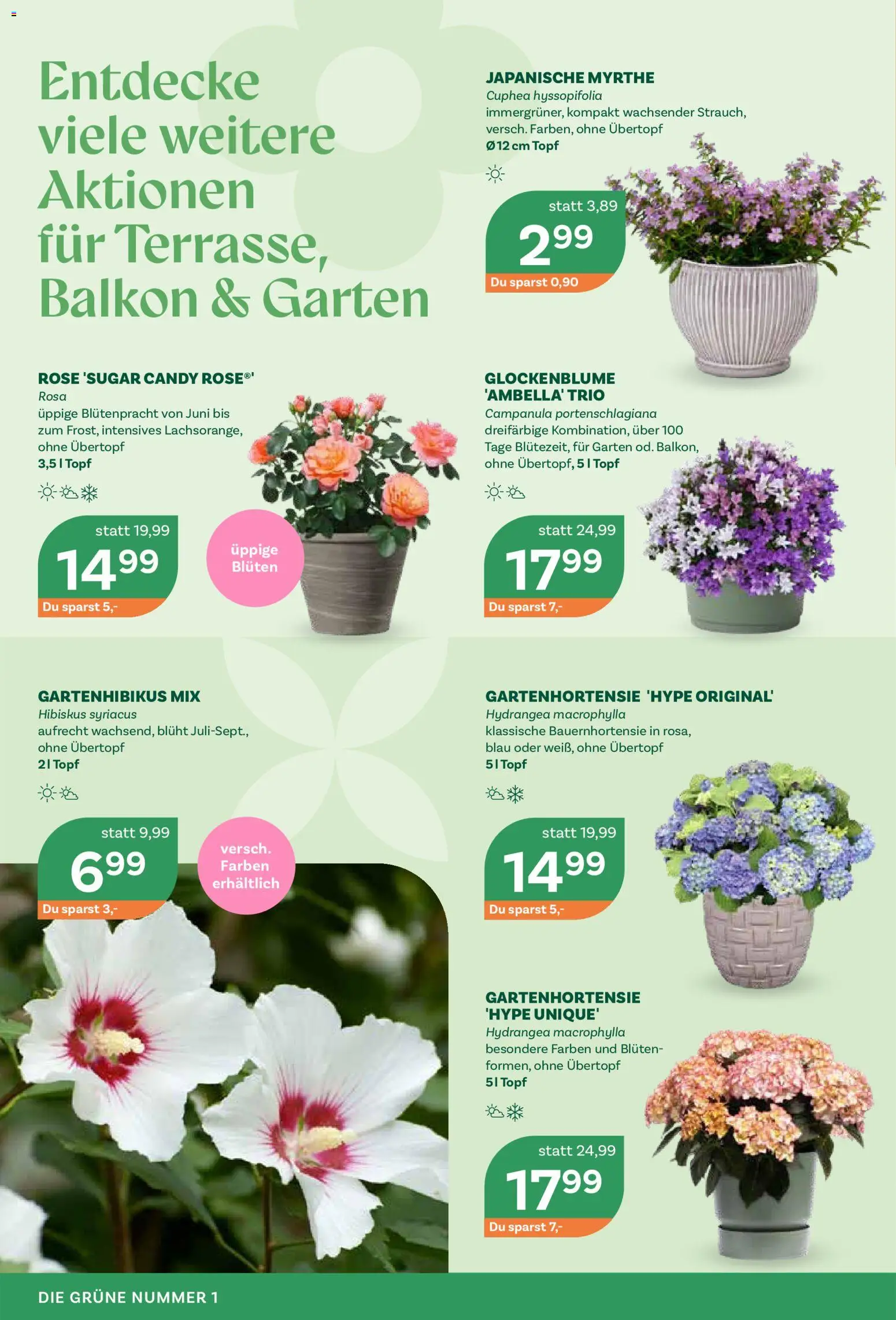 bellaflora Flugblatt gültig ab 05.05.2026 | Seite: 2