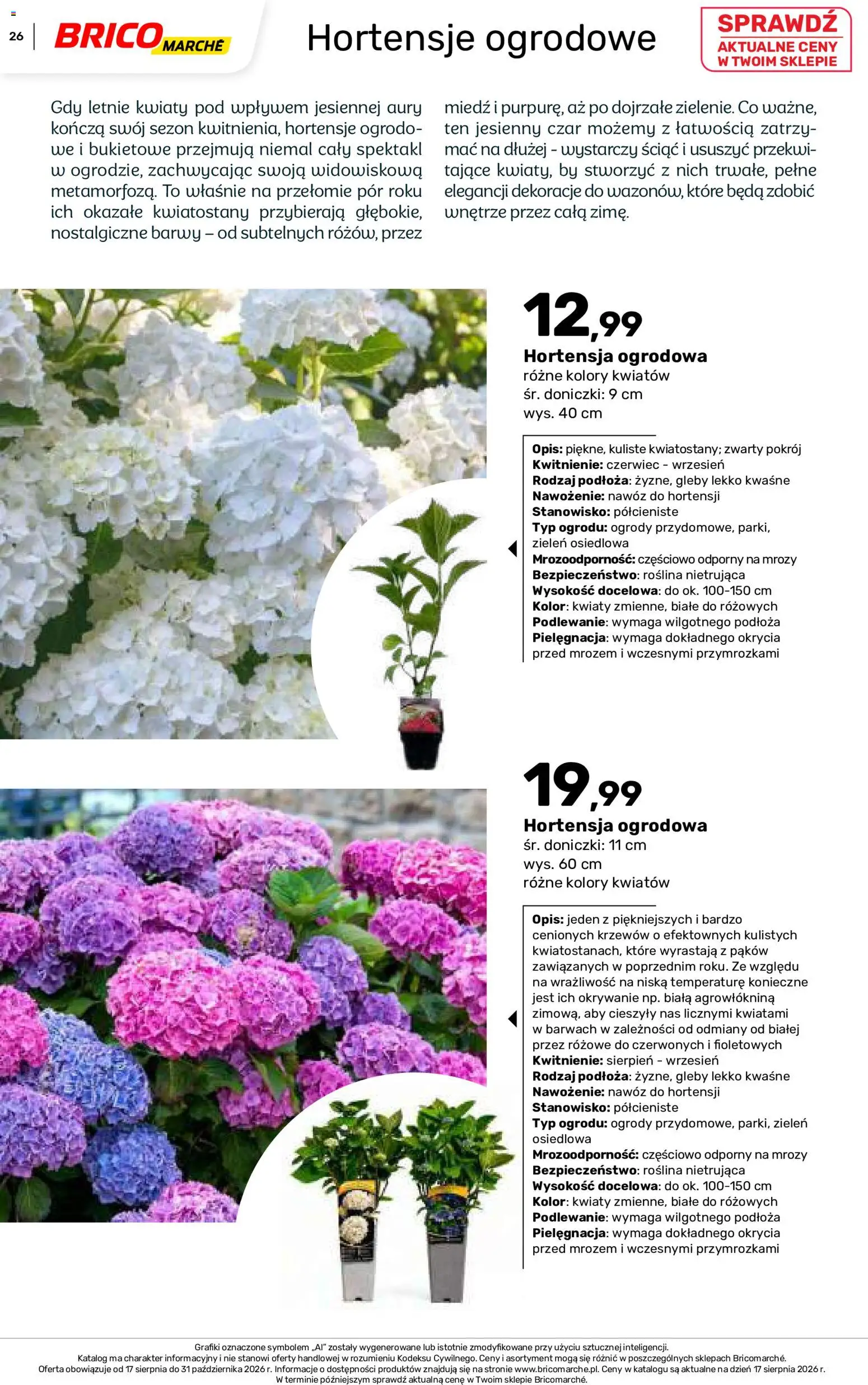 Brico Marché gazetka - Jesienne Inspiracje od 17.08.2026 | Strona: 26 | Produkty: Dekoracje, Doniczki, Kwiaty, Hortensja