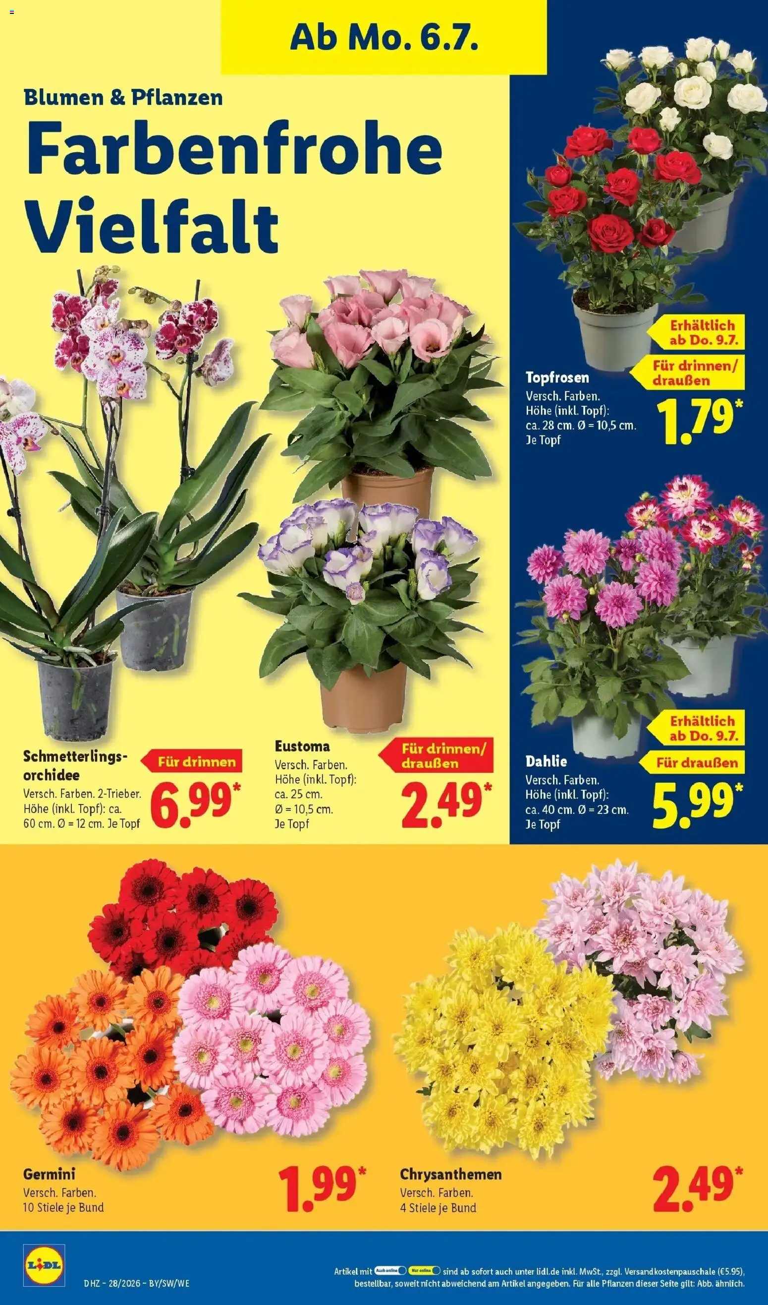 Lidl Prospekt Plettenberg – gültig ab 06.07.2026 | Seite: 22 | Produkte: Orchidee, Blumen