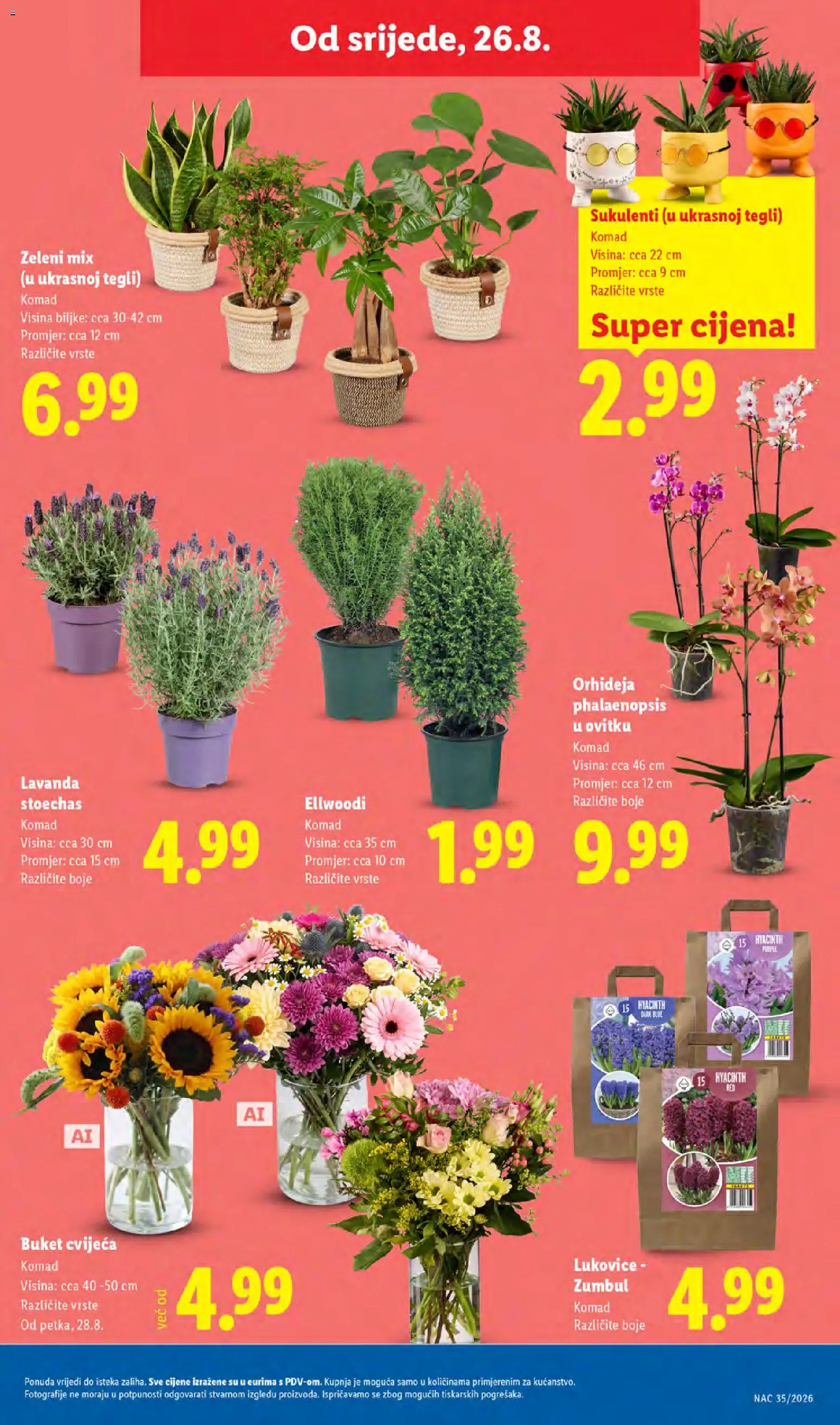 Lidl katalog | vrijedi od 24.08.2026 | Stranica: 47 | Proizvodi: Orhideja, Sukulent, Lavanda, Buket