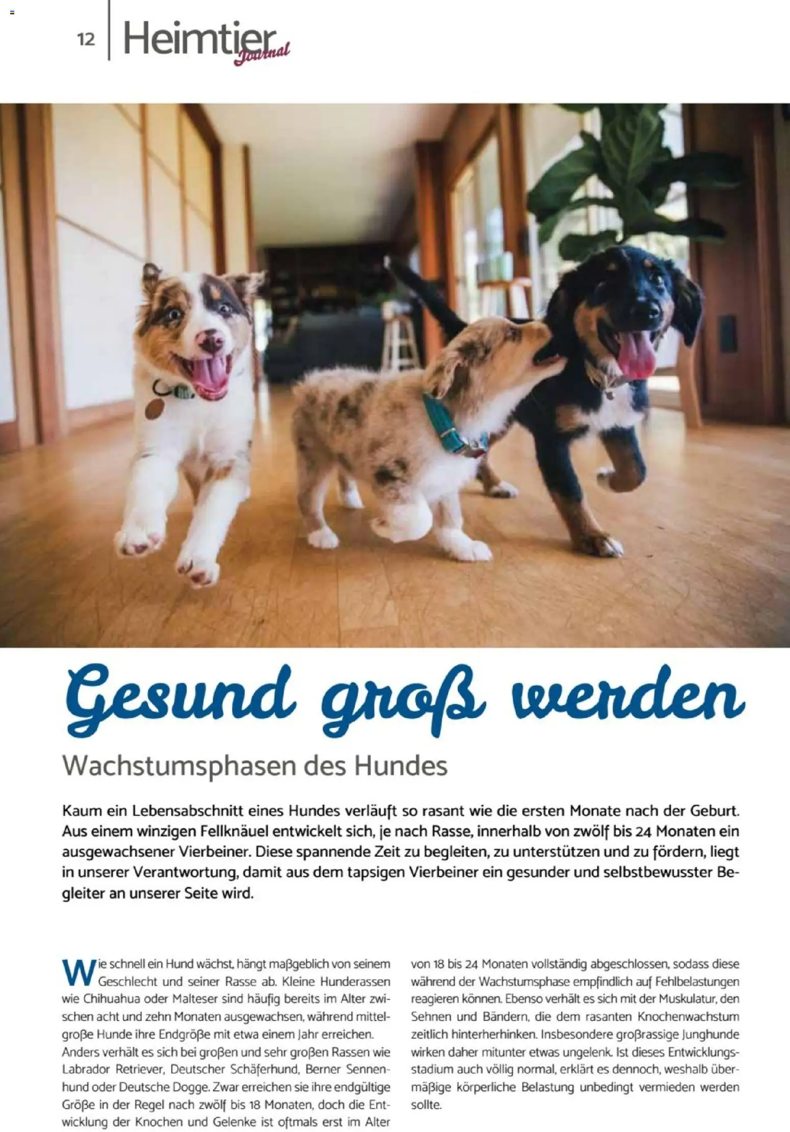 zookauf Heimtier Journal – gültig ab 01.10.2026 | Seite: 12