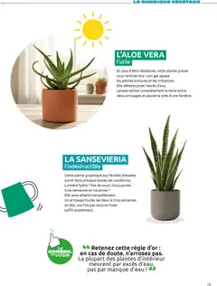 Mr. Bricolage - Prévisualisation de Mr. Bricolage Printemps 2026 valide à partir de 01.04.2026 | Page: 79 | Produits: Règle, Plantes