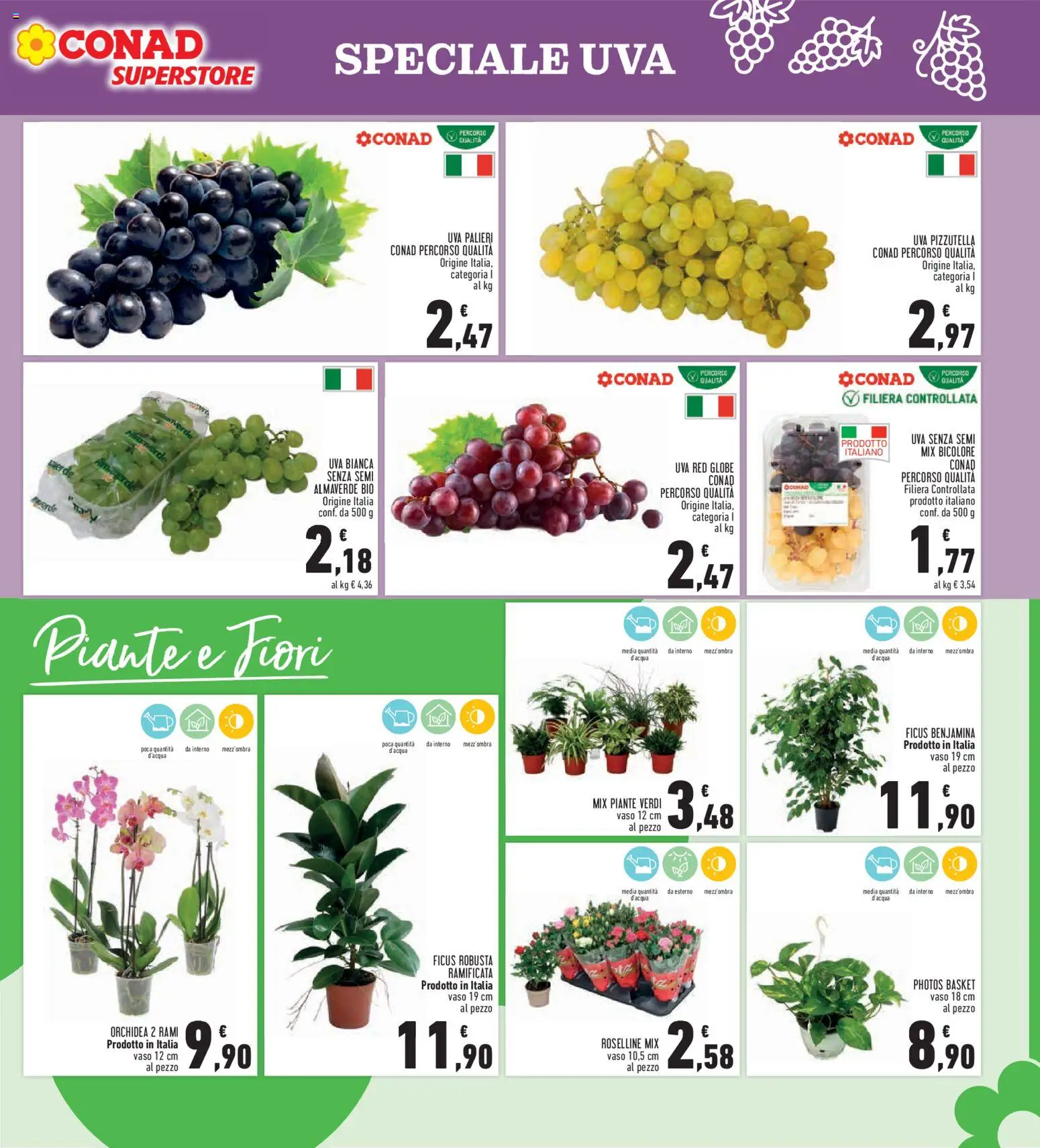 Volantino Conad del 24/09/2026 | Pagina: 11 | Prodotti: Uva senza semi, Uva, Fiori, Vaso