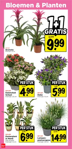 Vomar folder - Voorbeeld van een folder van Vomar, geldig van 06-09-2026 | Pagina: 31 | Producten: Schaal, Bloemen, Mand