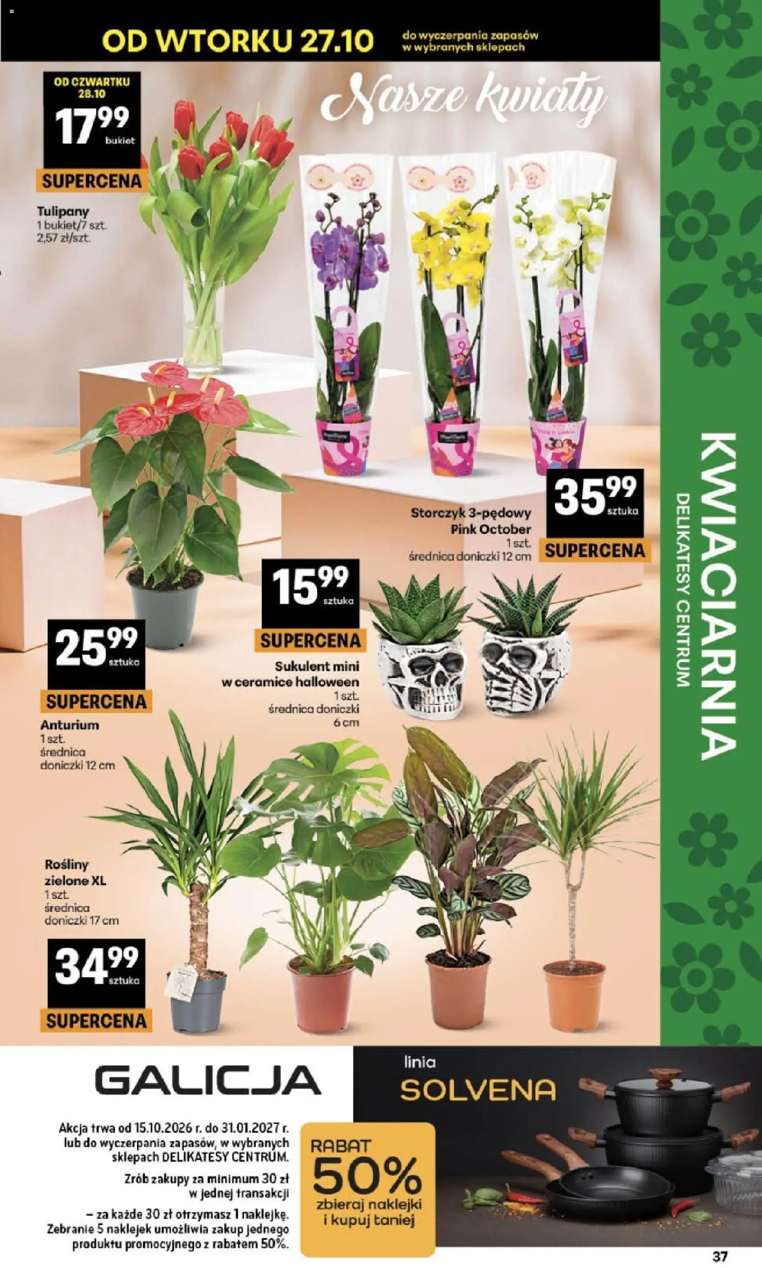 Delikatesy Centrum Black Weeks od 29.10.2026 | Strona: 37 | Produkty: Rosliny, Storczyk, Tulipany, Kwiaty