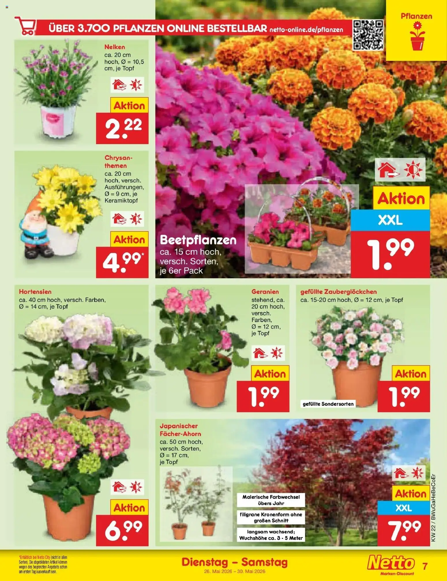 Netto Marken-Discount Prospekt Bitterfeld-Wolfen – gültig ab 26.05.2026 | Seite: 9 | Produkte: Geranien