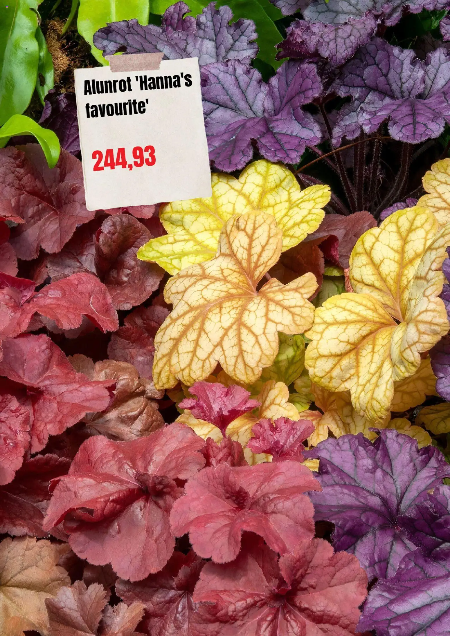Plantagen reklamblad aktuell från 01/09/2026 | Sida: 2