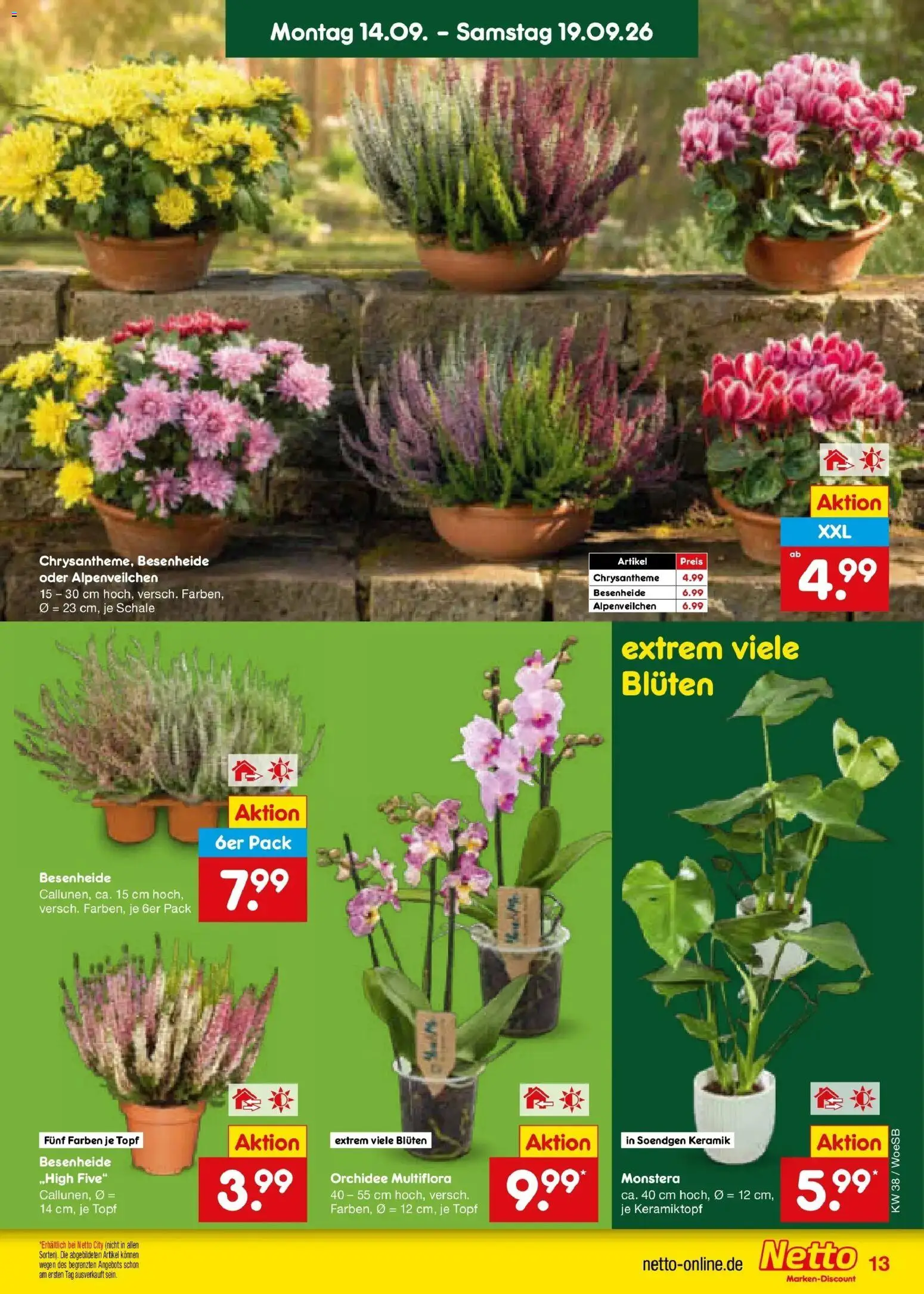 Netto Marken-Discount Prospekt Leonberg – gültig ab 14.09.2026 | Seite: 19 | Produkte: Orchidee