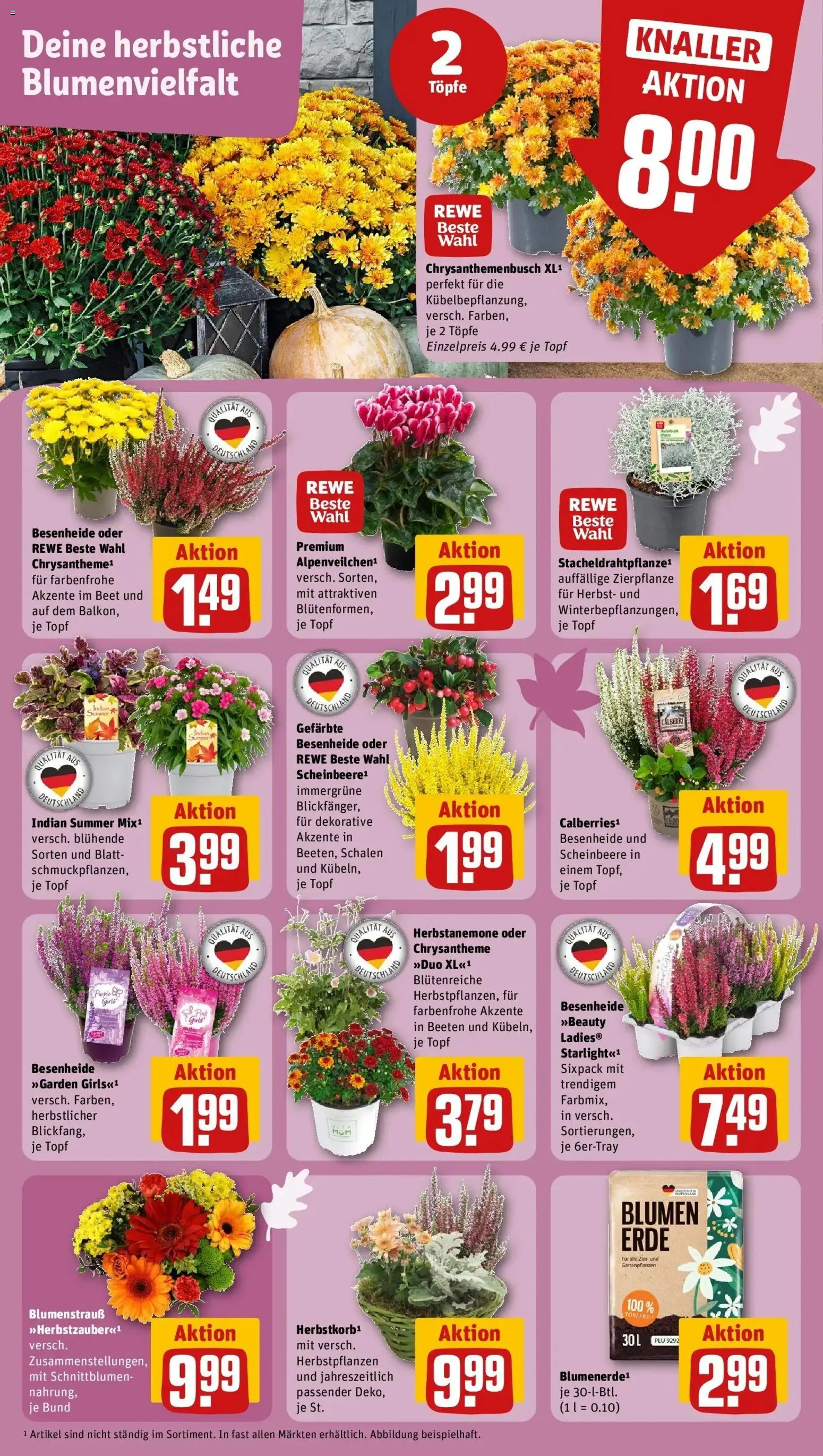 REWE Prospekt ab 14.09.2026 zum Blättern » Angebote | Seite: 5 | Produkte: Blumen