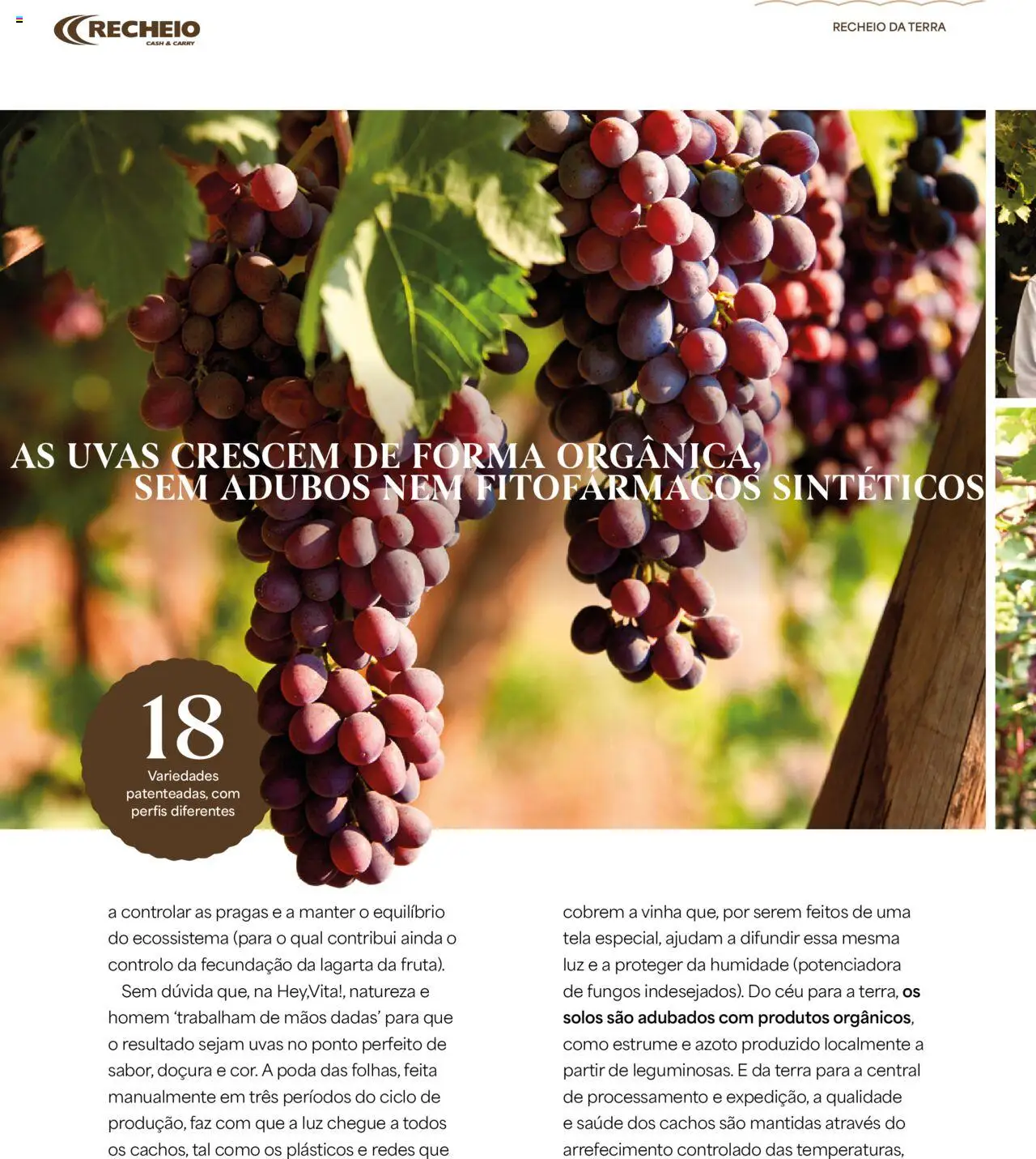 Recheio - Recheio da Terra │ válido de 25/09/2025 | Página: 10 | Produtos: Uvas
