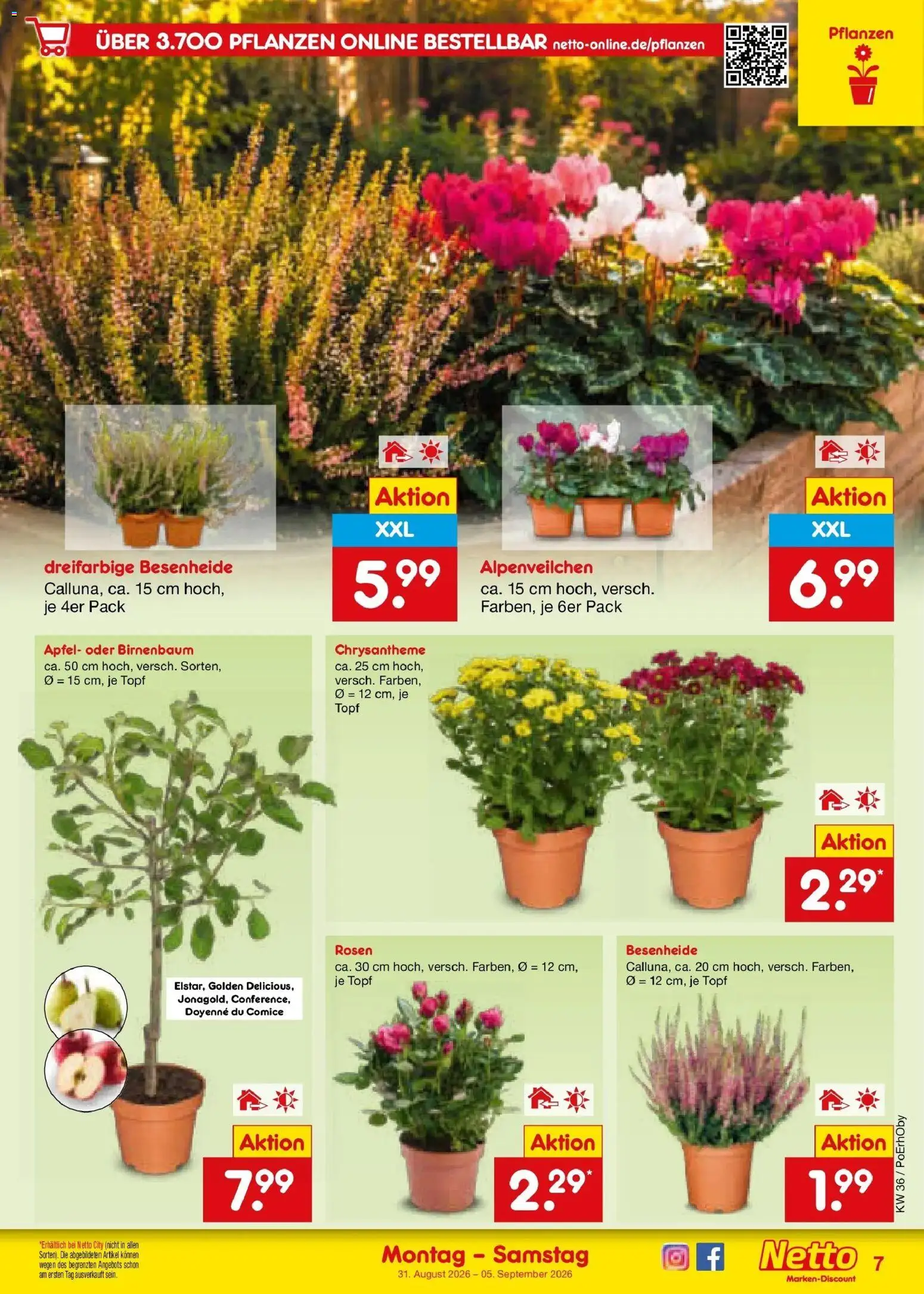 Netto Marken-Discount Prospekt Regensburg (ab 31.08.2026) » Angebote | Seite: 9 | Produkte: Äpfel