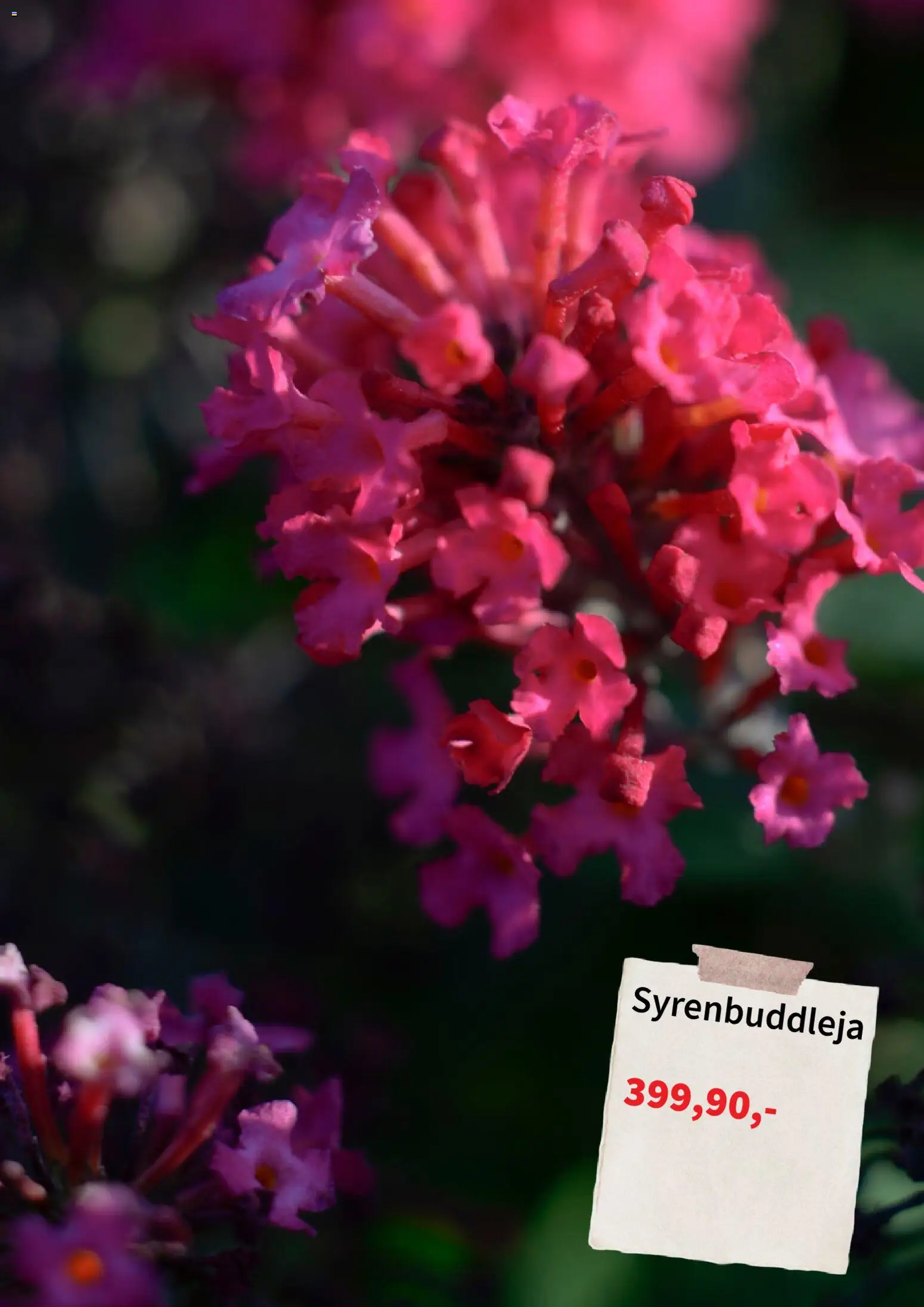 Plantagen reklamblad aktuell från 06/07/2026 | Sida: 5