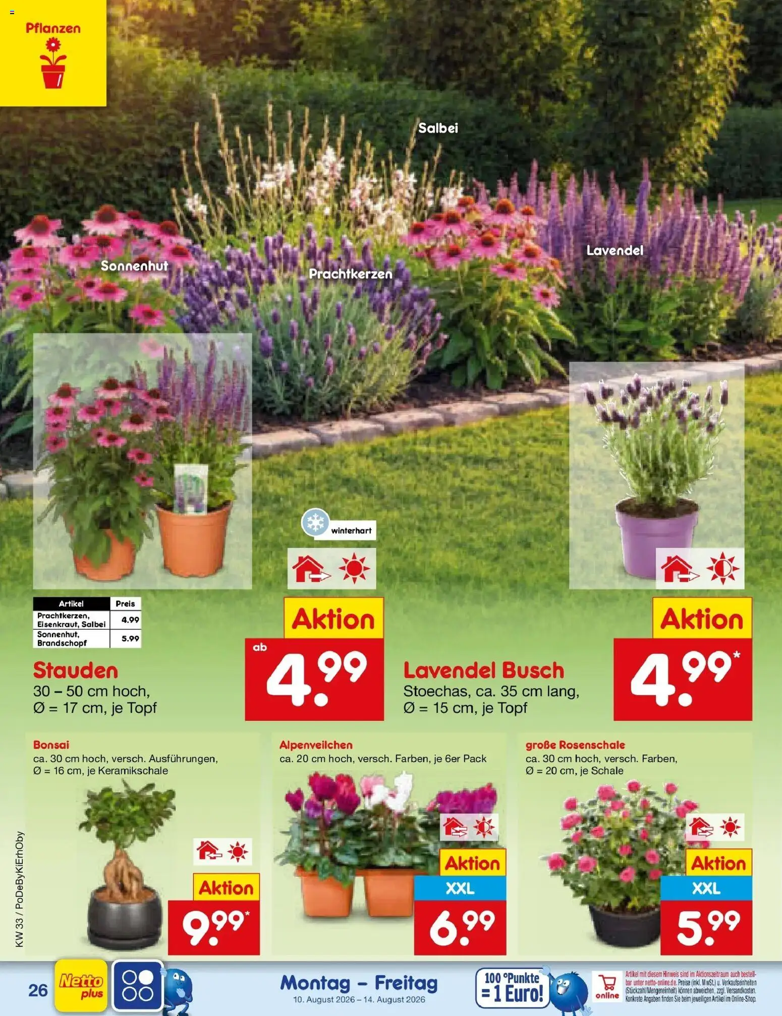 Netto Marken-Discount Prospekt Thierhaupten (ab 10.08.2026) » Angebote | Seite: 38 | Produkte: Lavendel