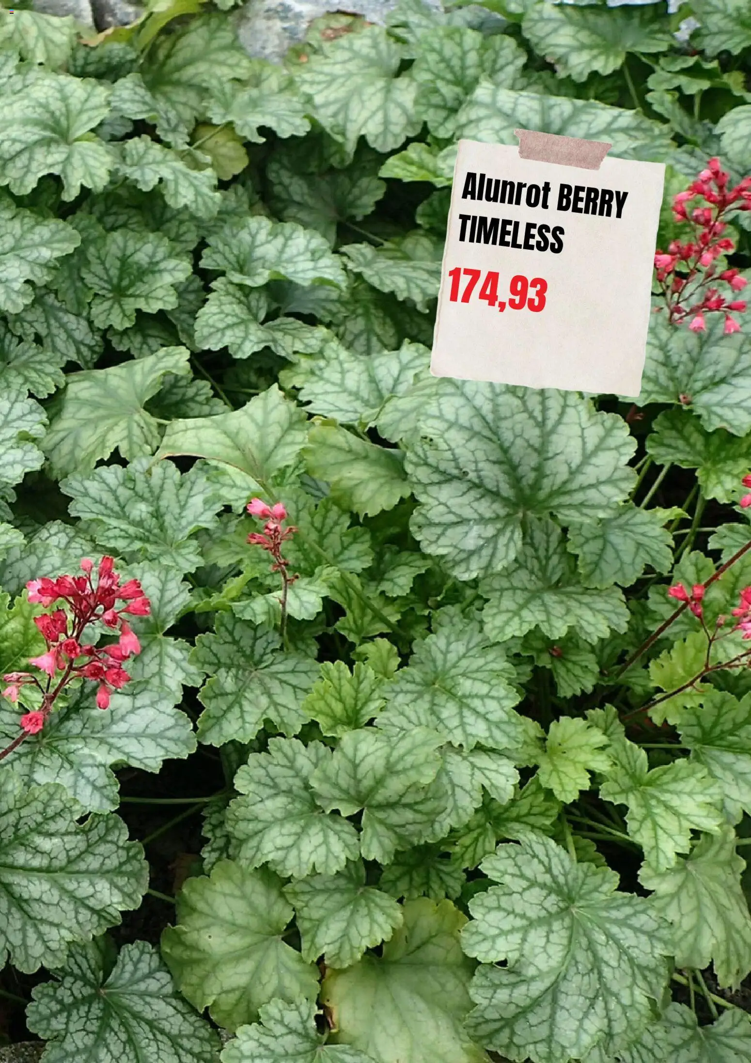 Plantagen reklamblad aktuell från 01/09/2026 | Sida: 5