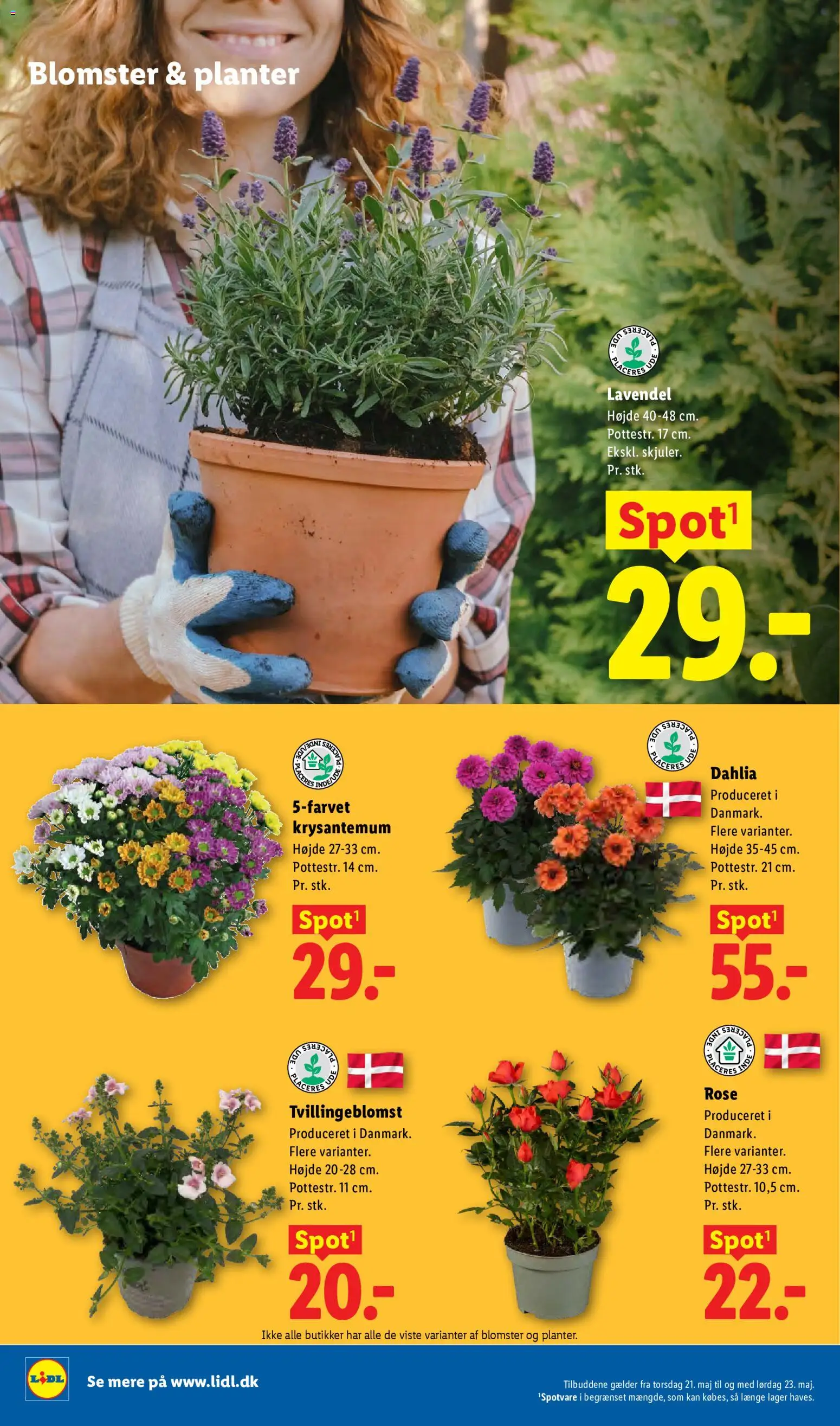 Lidl tilbudsavis – gyldig fra 17.05.2026 | Side: 31