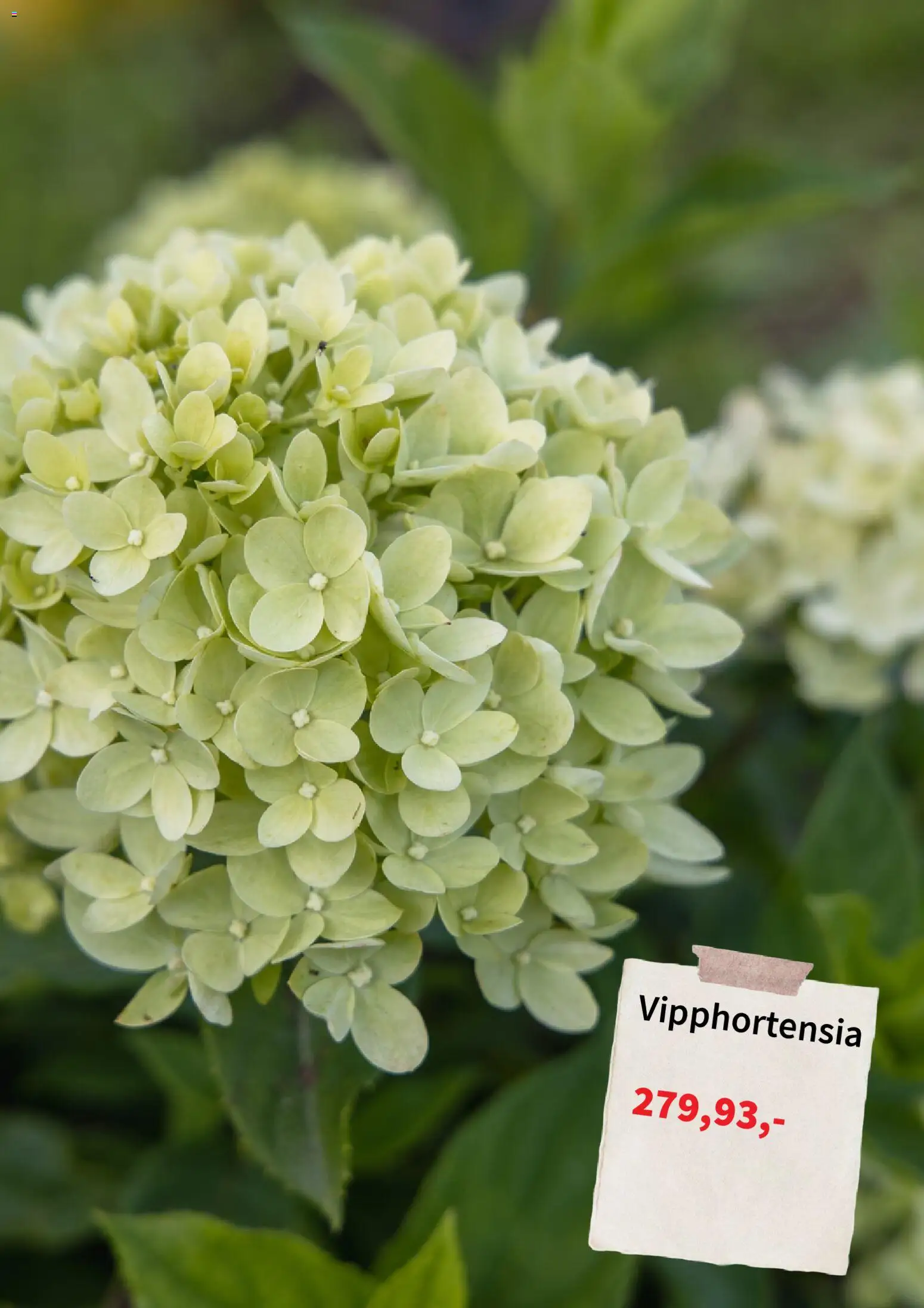 Plantagen reklamblad aktuell från 06/07/2026 | Sida: 3
