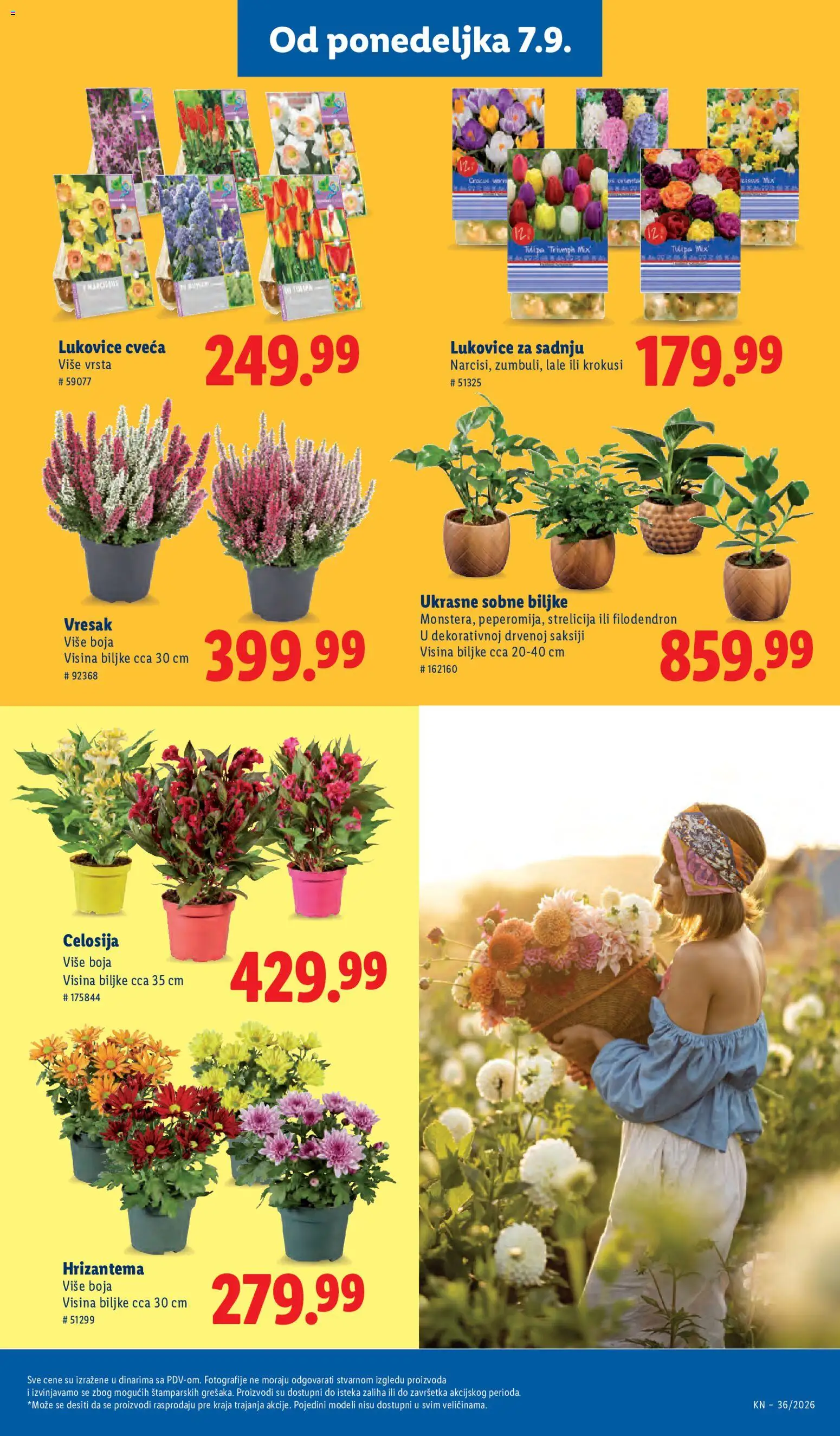 Lidl katalog - važi od 03.09.2026 | Strana: 83 | Proizvode: Sobne biljke, Lale, Hrizantema
