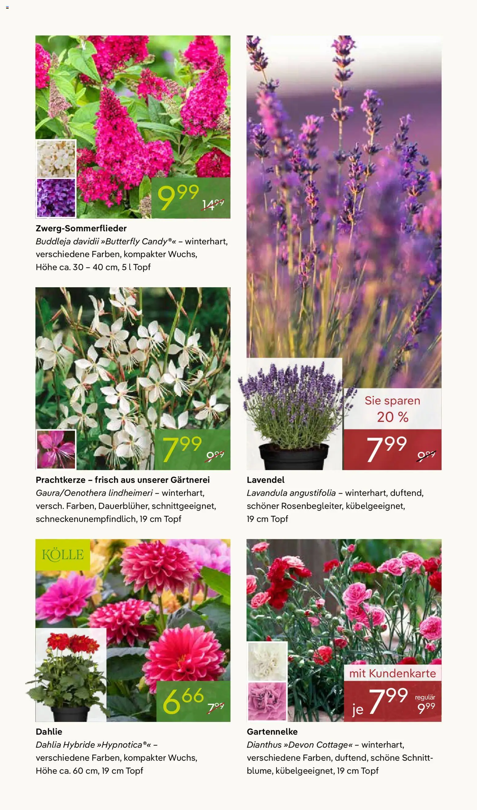Pflanzen-Kölle Prospekt – gültig ab 26.05.2026 | Seite: 5 | Produkte: Lavendel