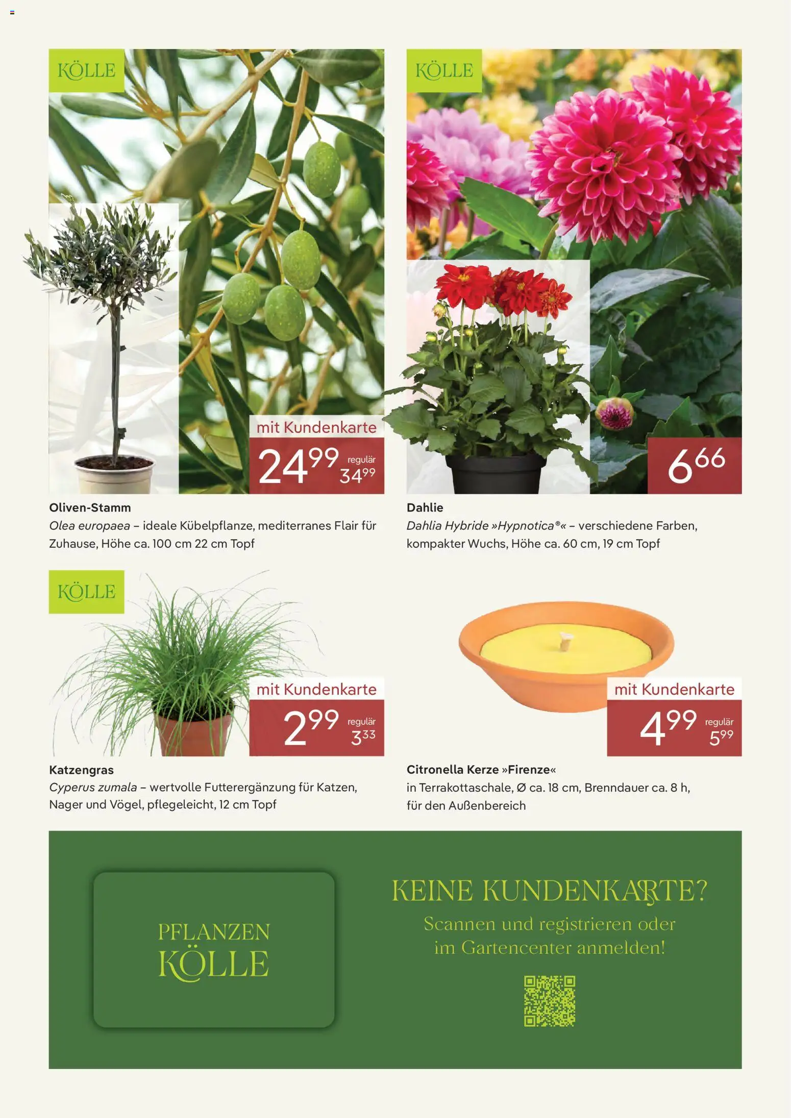 Pflanzen-Kölle Onlineflyer  Juni – gültig ab 01.06.2026 | Seite: 3