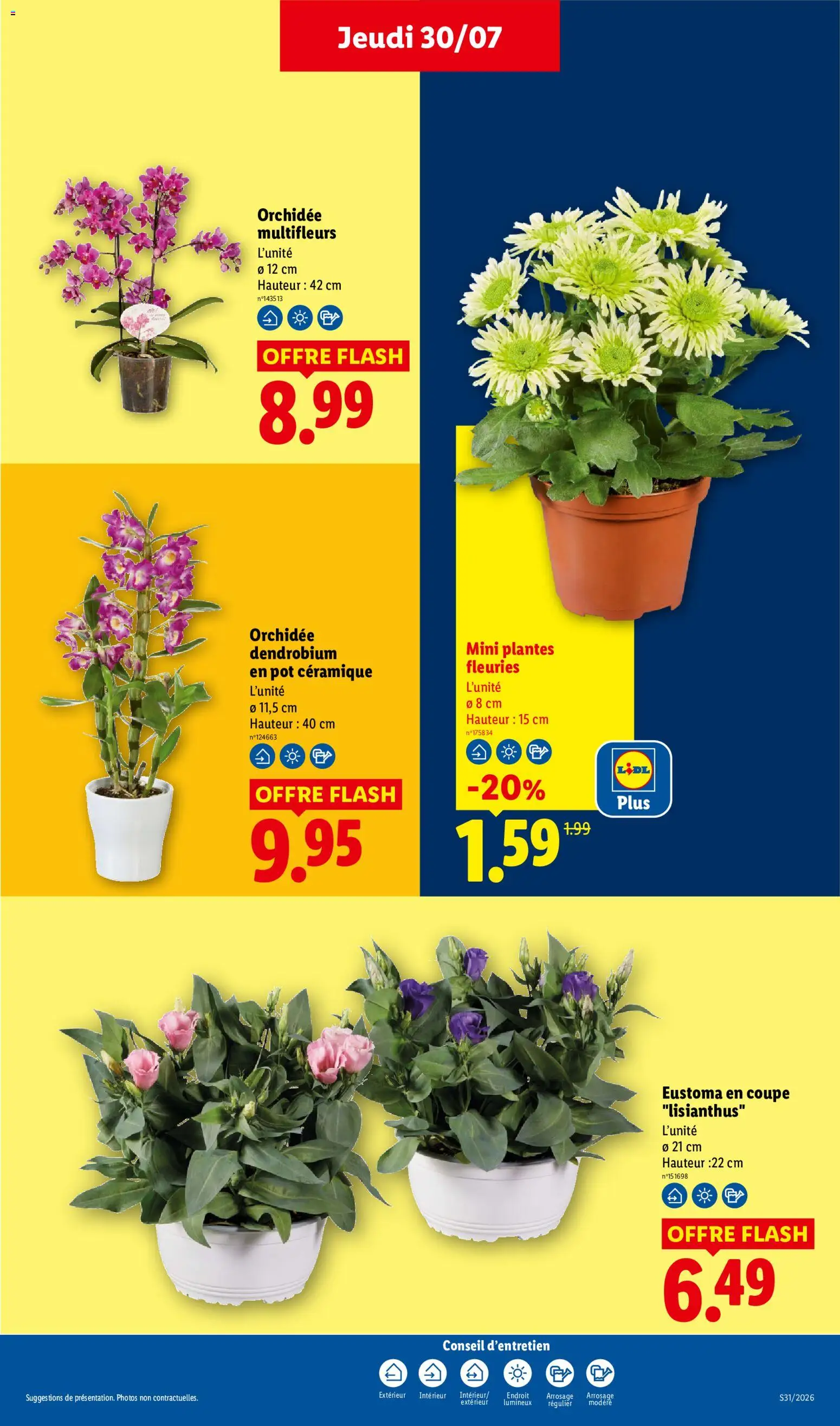 {H1} | Page: 29 | Produits: Plantes, Eustoma, Orchidée
