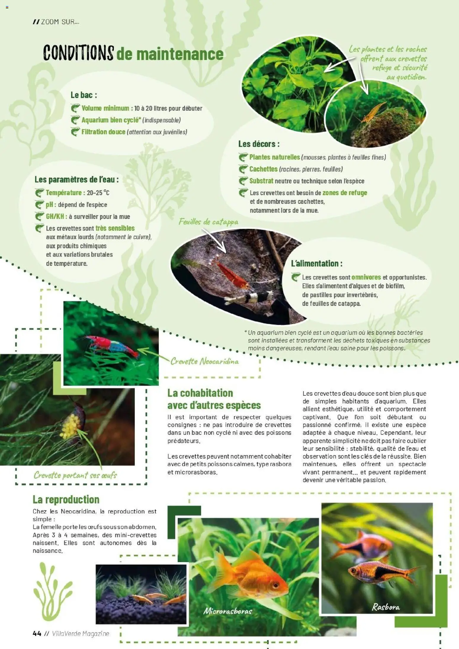 {H1} | Page: 44 | Produits: Plantes, Crevettes, Porte, Aquarium