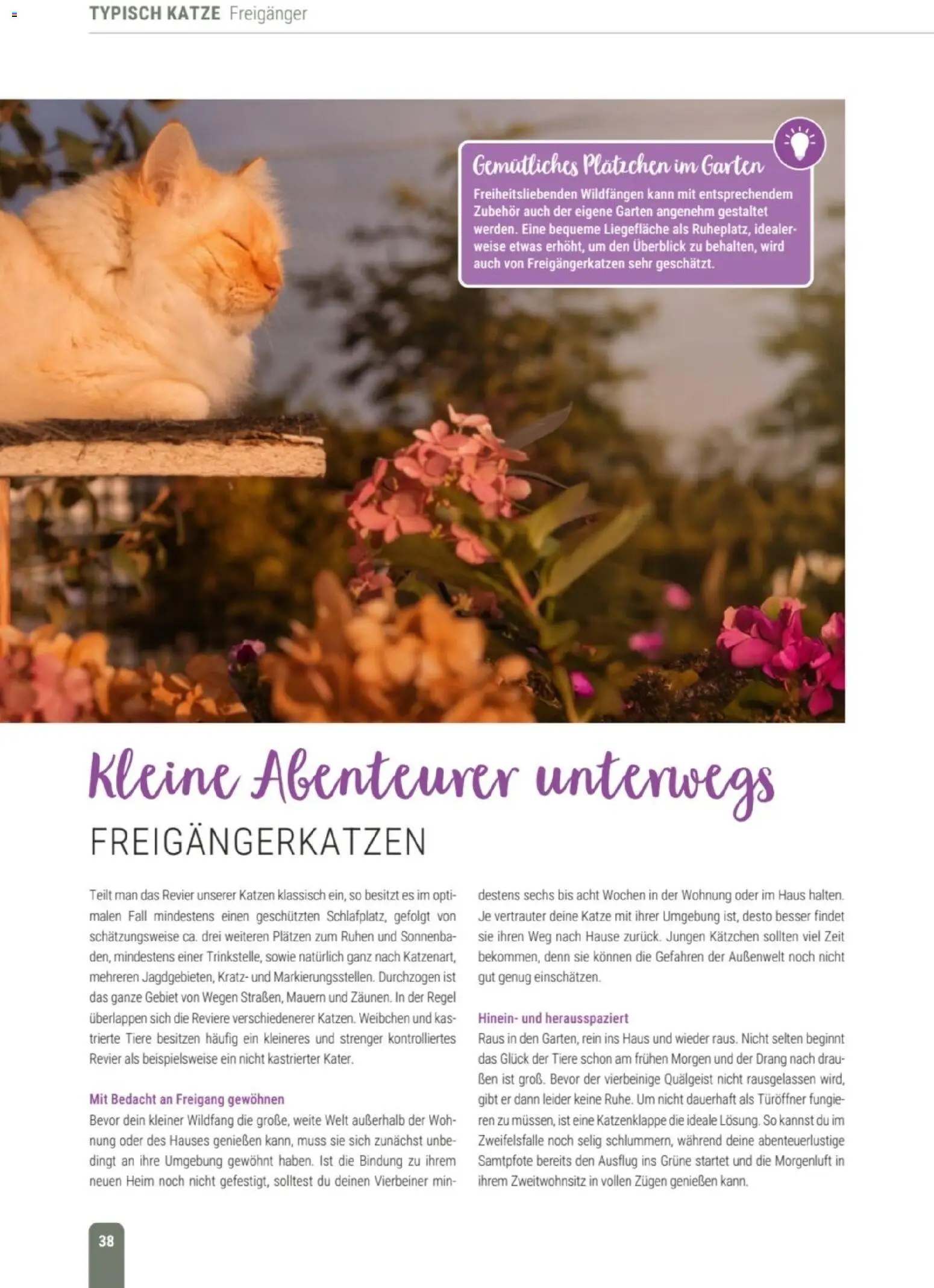 zookauf Themenkatalog Katze – gültig ab 01.10.2026 | Seite: 38