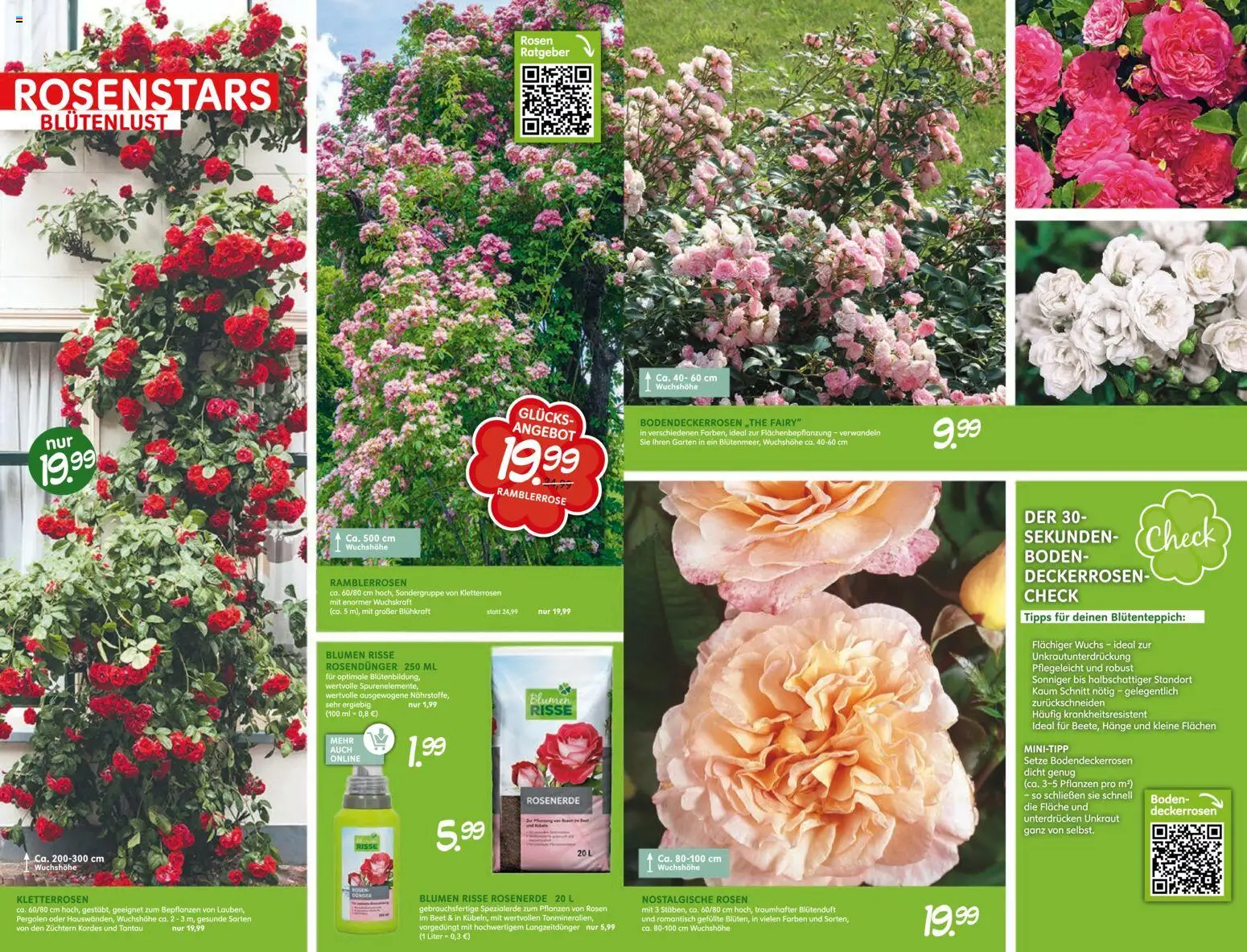 Blumen Risse Blütenglück Blumenmarkt – gültig ab 28.05.2026 | Seite: 2 | Produkte: Blumen