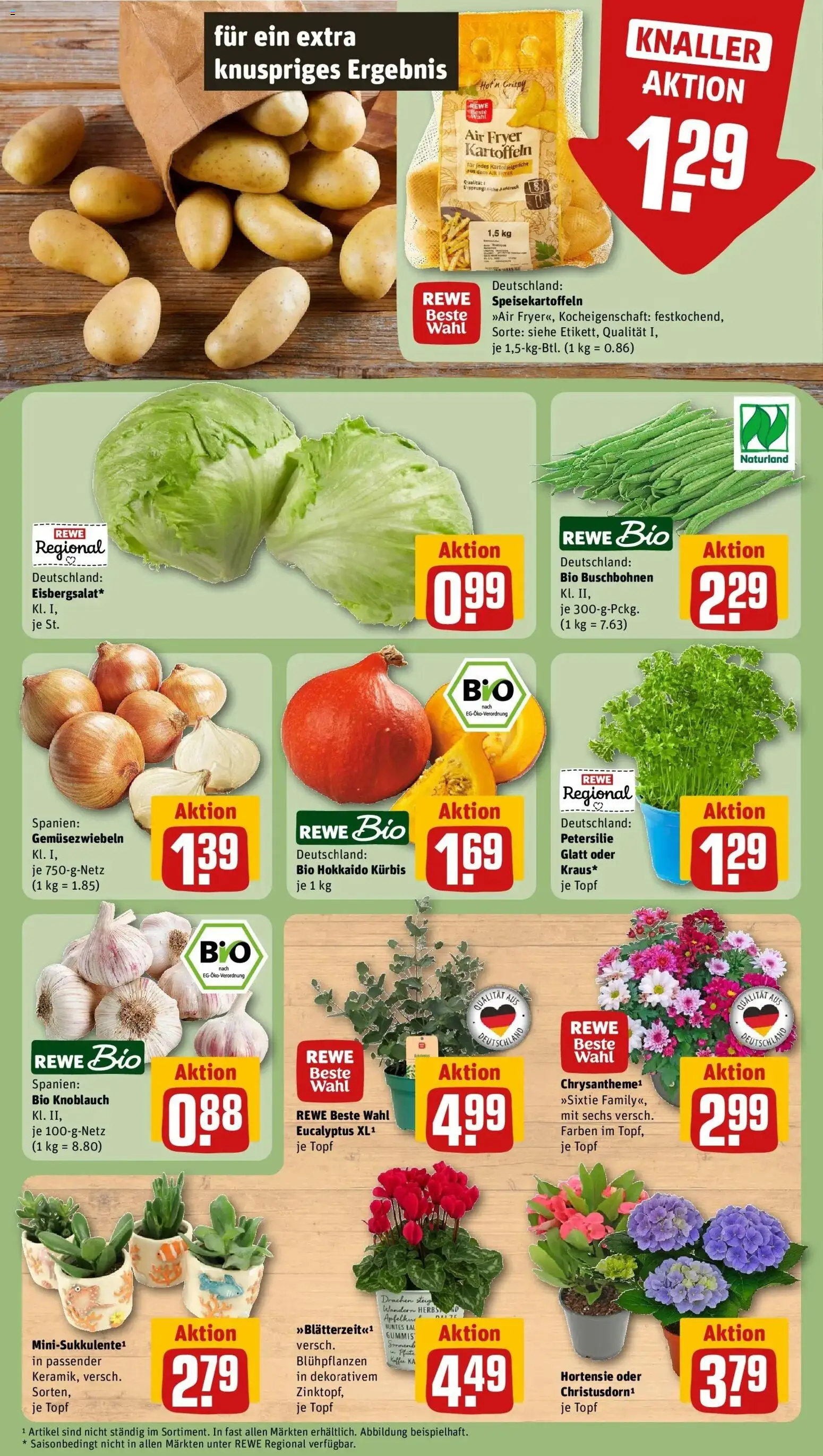 REWE Prospekt ab 24.08.2026 zum Blättern » Angebote | Seite: 7 | Produkte: Hortensie, Knoblauch, Kürbis, Petersilie