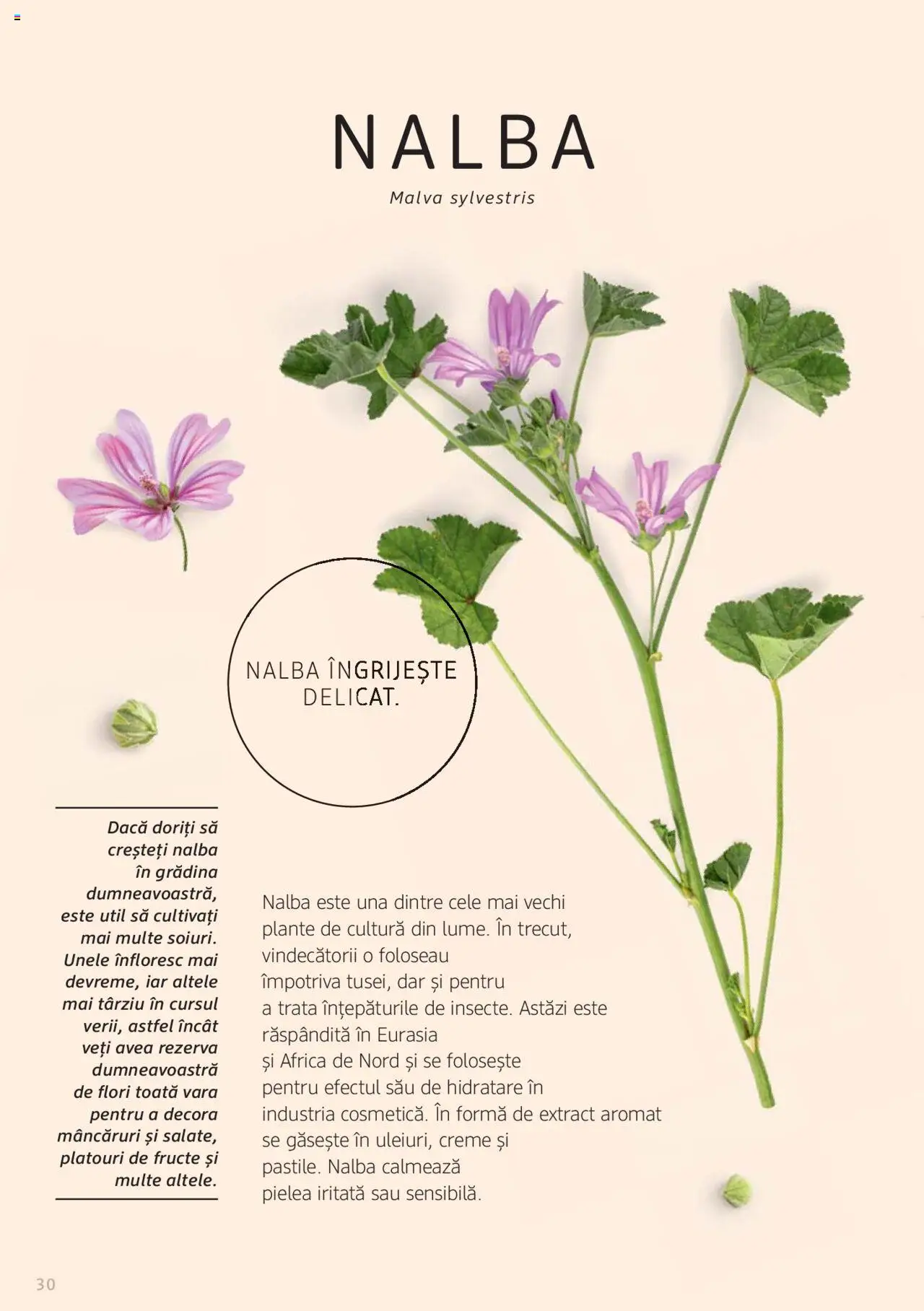 Noul catalog DM drogeriemarkt – valabil de la 01.01.2022 | Pagină: 30