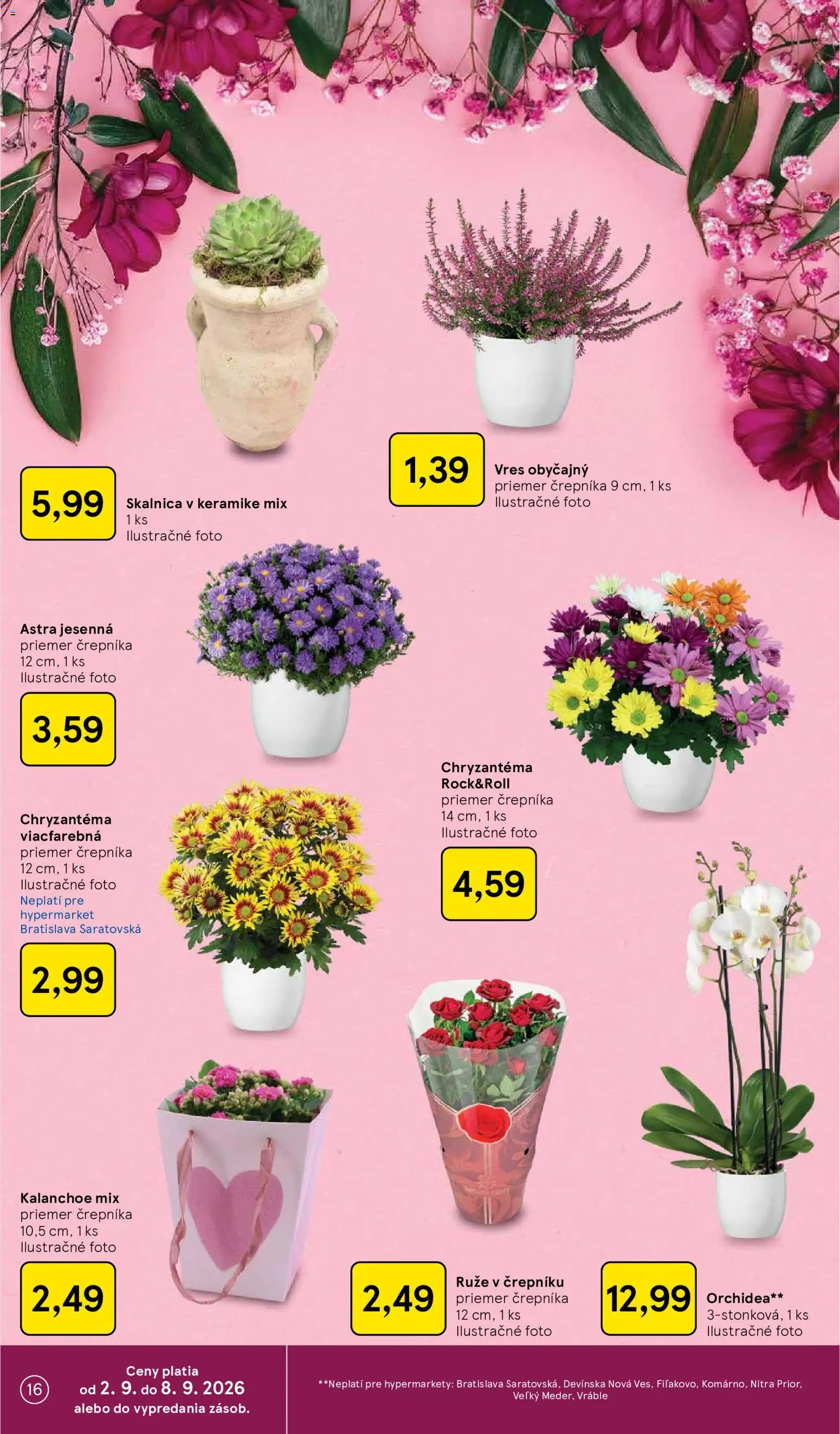 Nové Tesco akcie – leták je platný od 02.09.2026 | Strana: 16 | Produkty: Ruže, Orchidea
