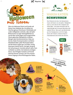 Fressnapf Friends Magazin ab 01.09.2026 gültig | Seite: 8 | Produkte: Kissen, Schokolade, Süßigkeiten, Hut