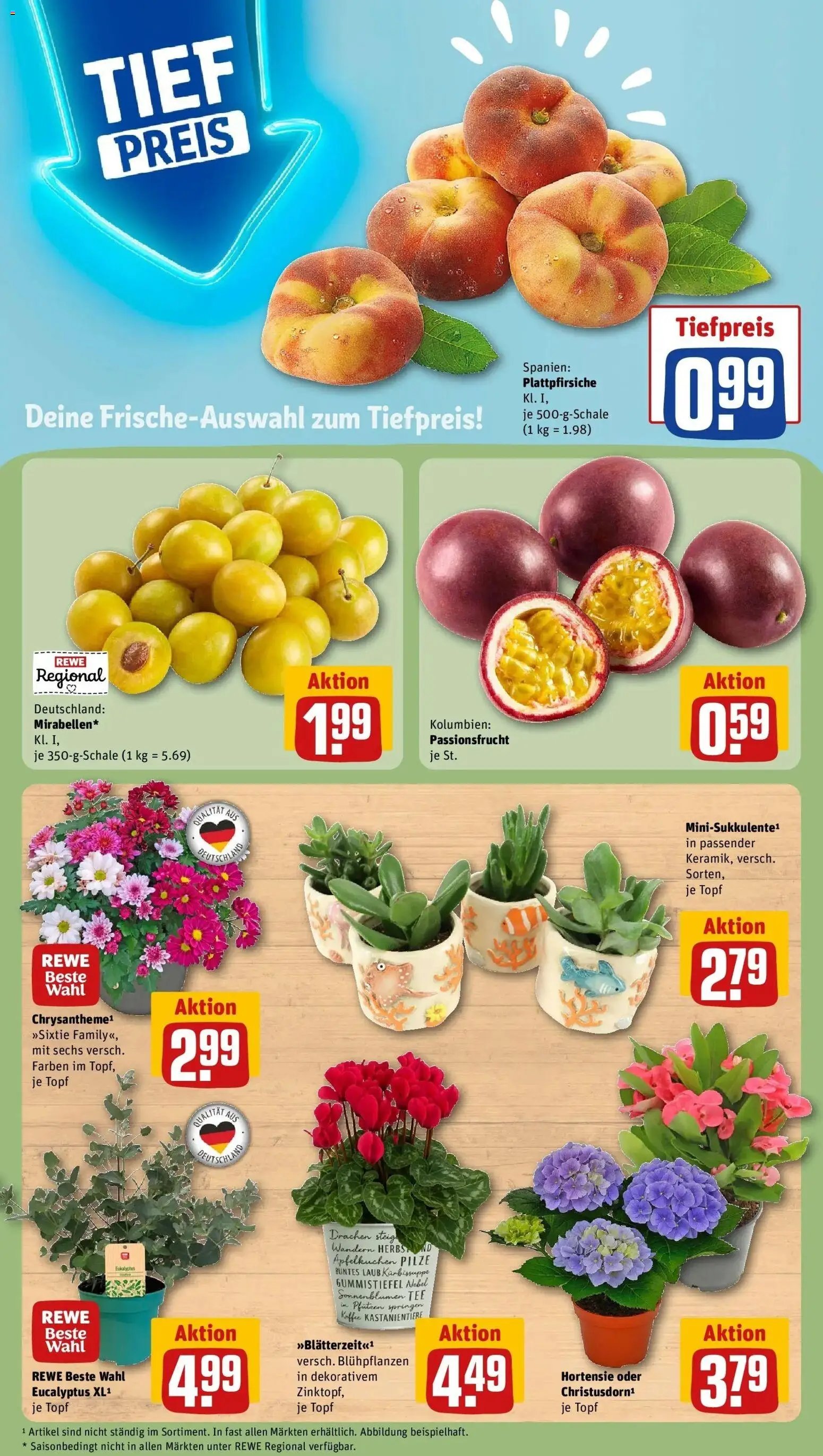 REWE Prospekt ab 24.08.2026 zum Blättern » Angebote | Seite: 7 | Produkte: Hortensie, Kaffee, Gummistiefel