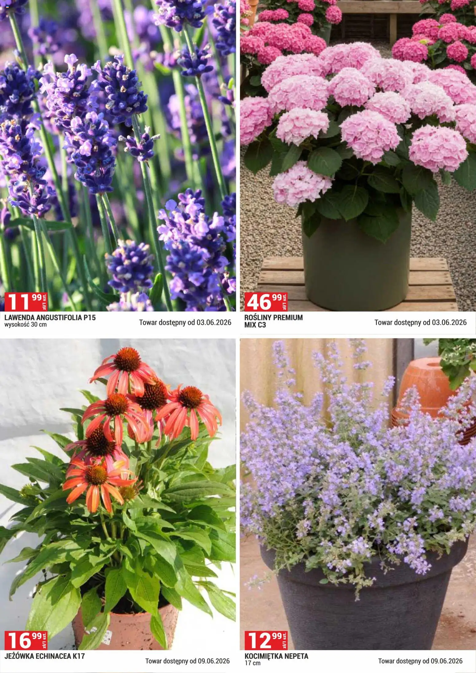 Merkury Market gazetka - Ogród od 01.06.2026 | Strona: 6 | Produkty: Rosliny