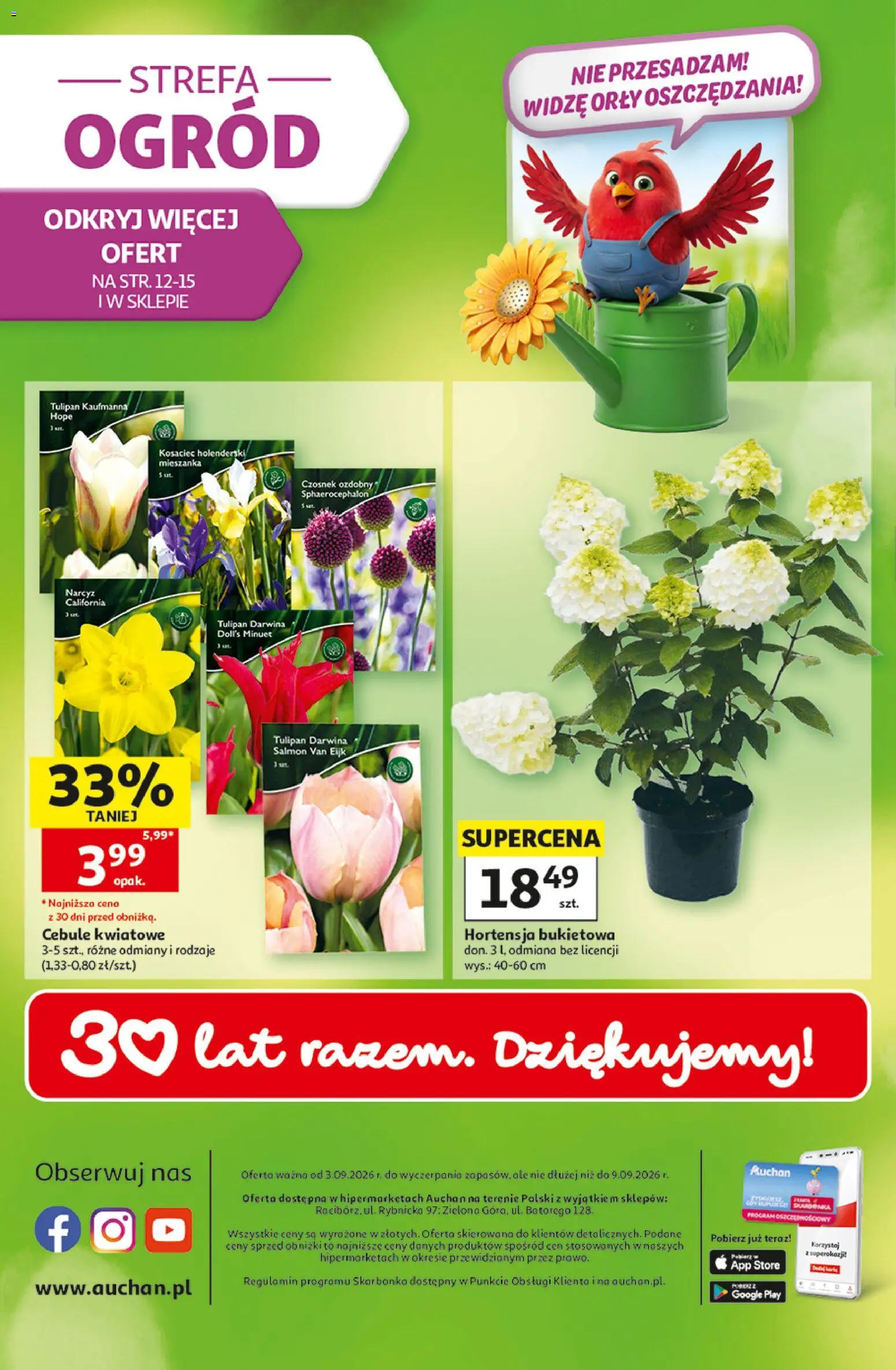 Auchan gazetka - 30 Lat Hipermarket od 03.09.2026 | Strona: 49 | Produkty: Czosnek, Hortensja bukietowa, Hortensja, Cebule