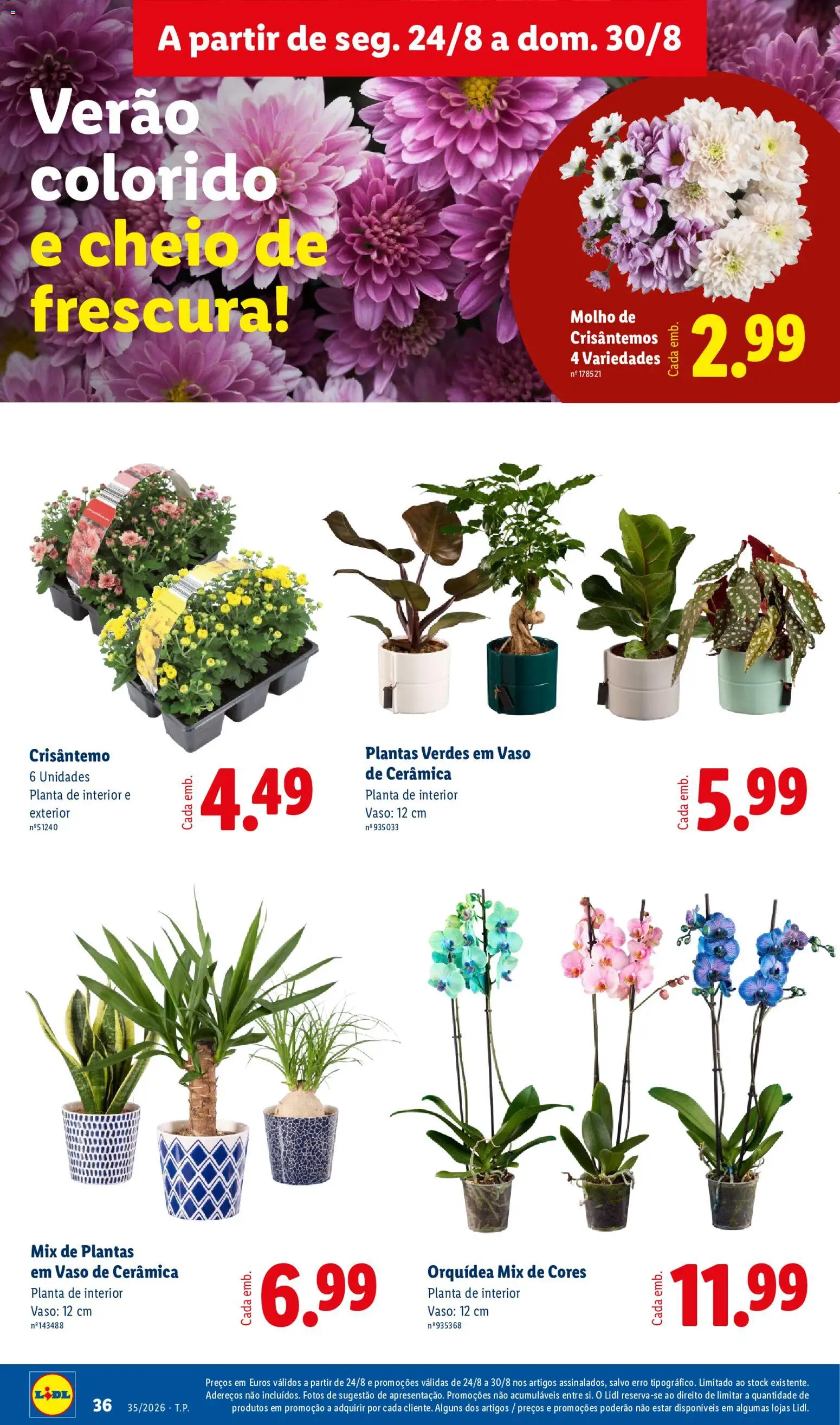 Lidl folheto │ válido de 24/08/2026 | Página: 36 | Produtos: Orquídea, Vaso