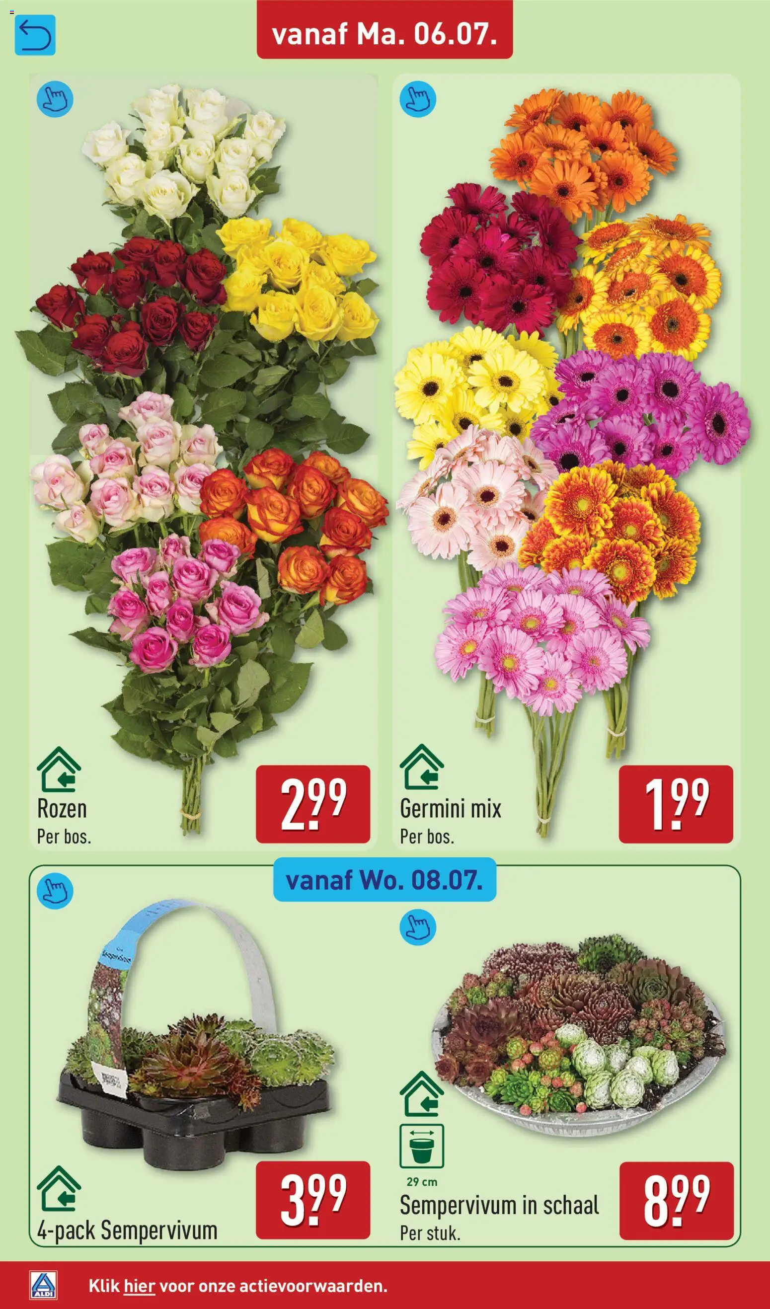 {H1} | Pagina: 36 | Producten: Schaal, Gerbera