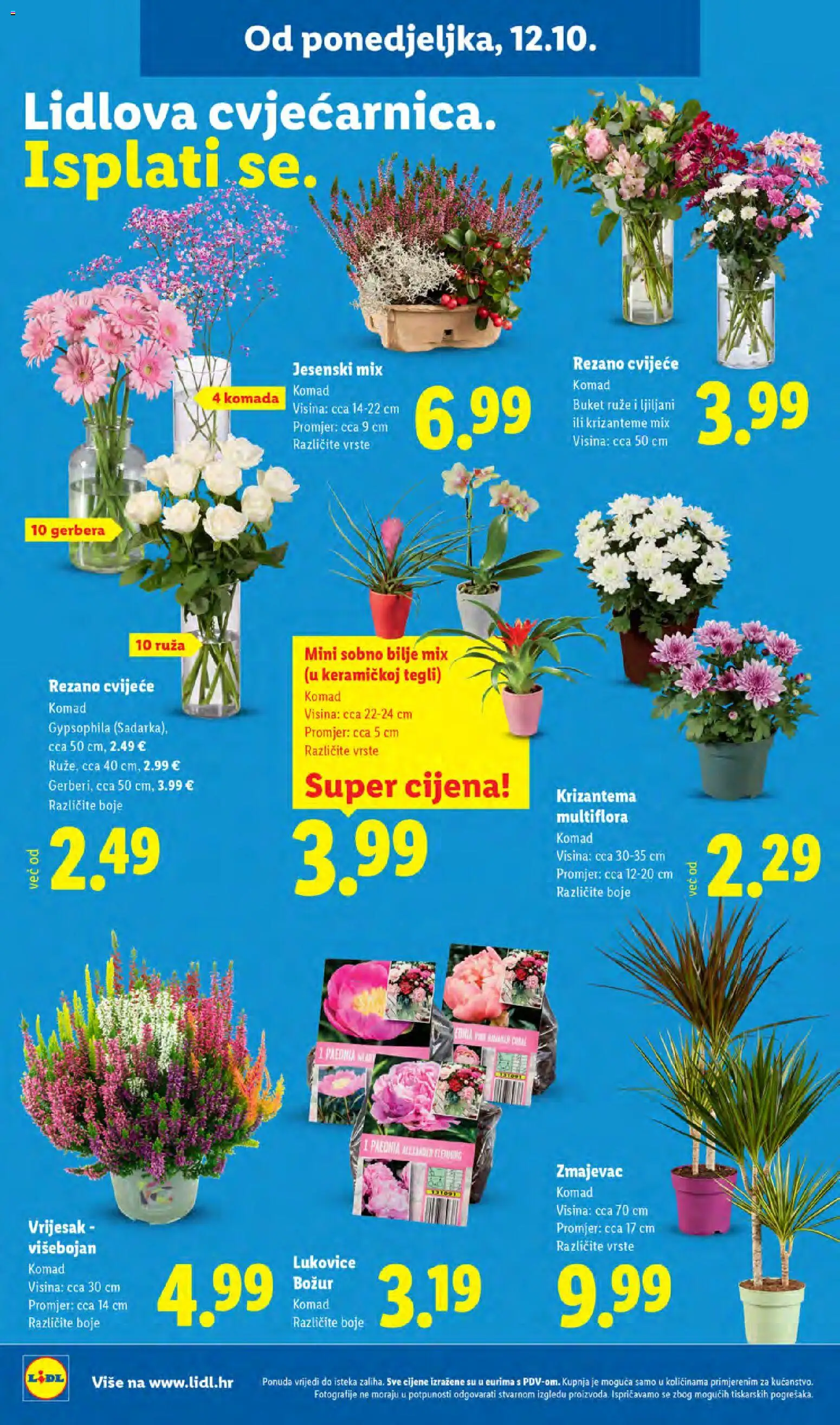 Lidl katalog | vrijedi od 12.10.2026 | Stranica: 36 | Proizvodi: Gerbera, Vrijesak, Bilje, Buket