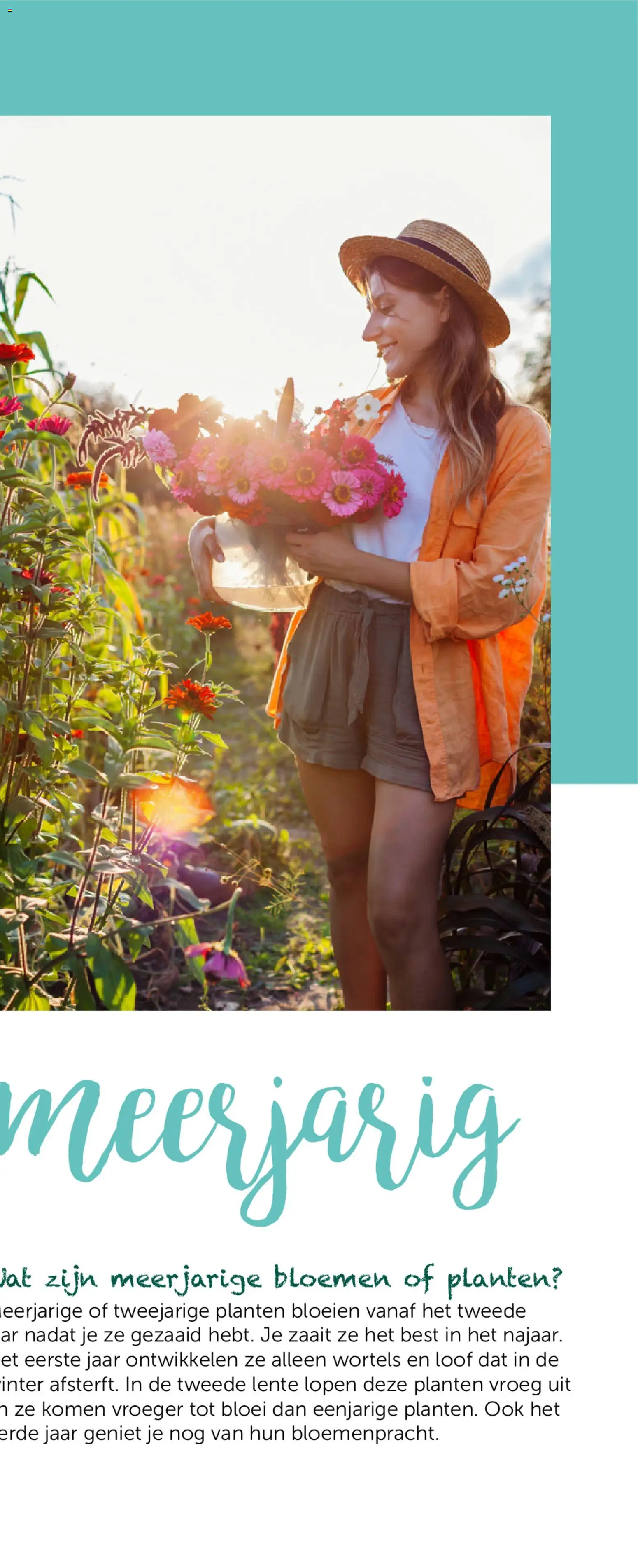 {H1} | Pagina: 71 | Producten: Bloemen