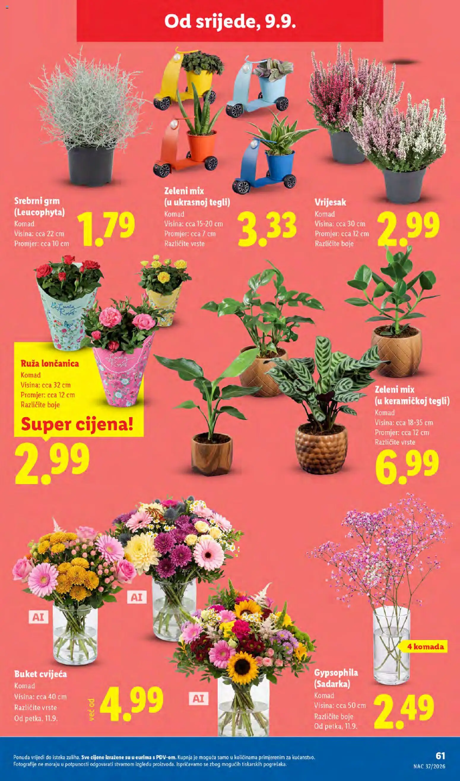 Lidl katalog | vrijedi od 07.09.2026 | Stranica: 61 | Proizvodi: Vrijesak, Loncanica, Buket, Ruza